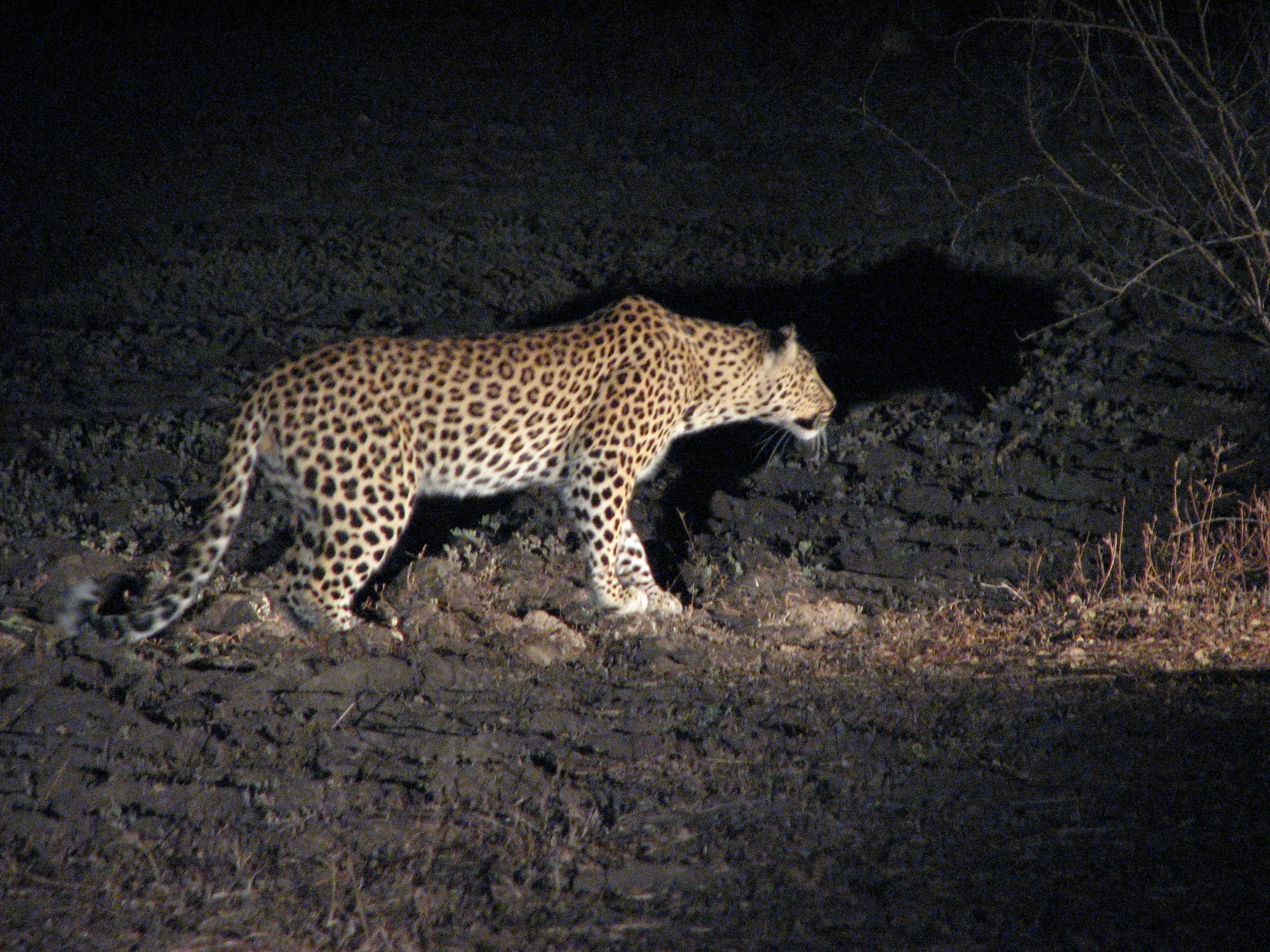 A leopard walking at night on dark, dirt ground with some sparse dry plants around.