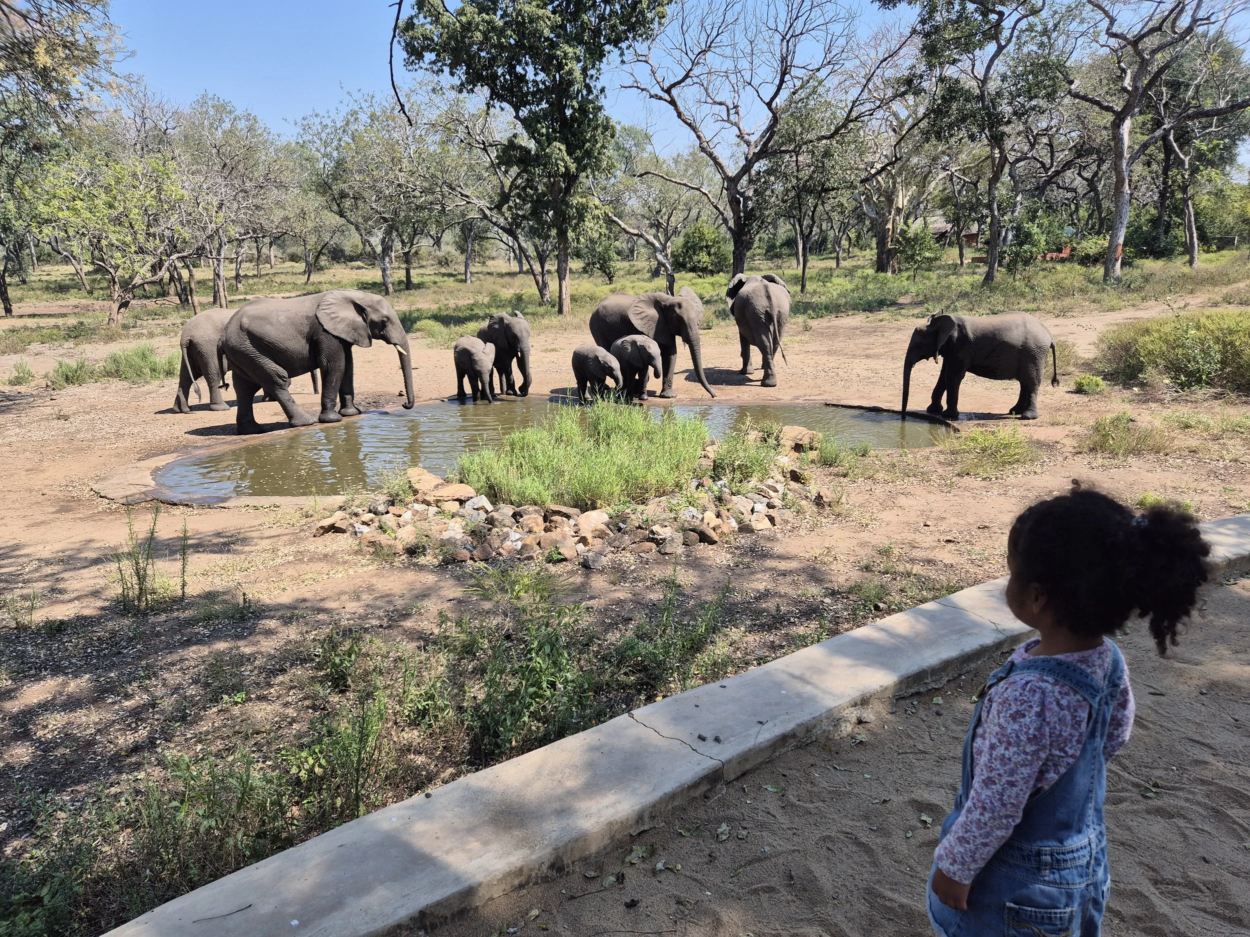 A young girl observing a herd of elephants at a watering hole in a dry landscape with trees in the background.