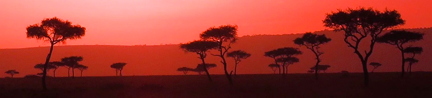 Silhouette of acacia trees against a vivid pink and orange sunset sky.