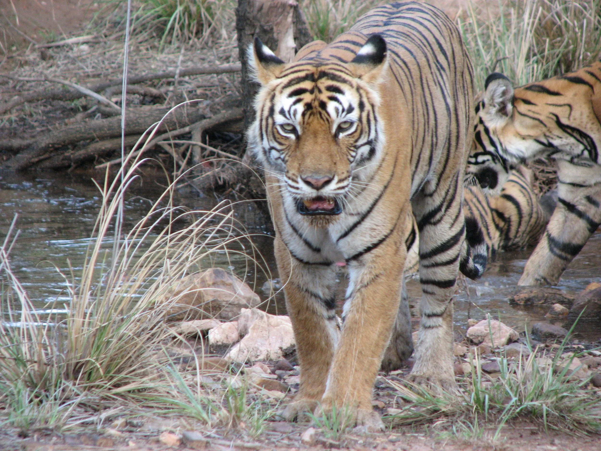 Two Bengal tigers walking near a water body amidst grass and trees.