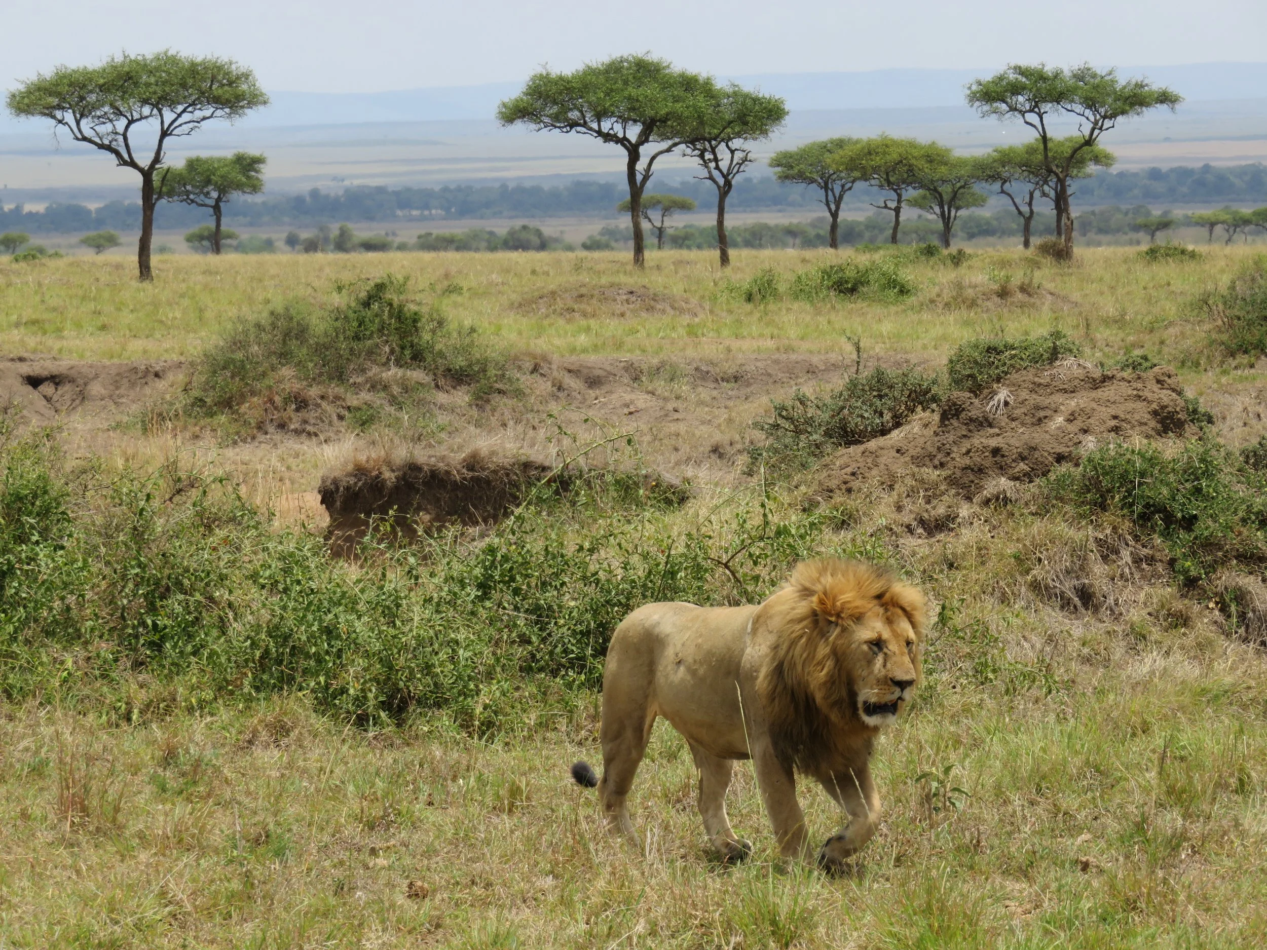 A male lion walking through a savanna landscape with scattered trees and bushes.
