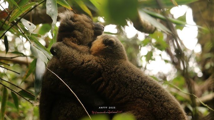 Surviving Alone - The Tale of Simone (2024)