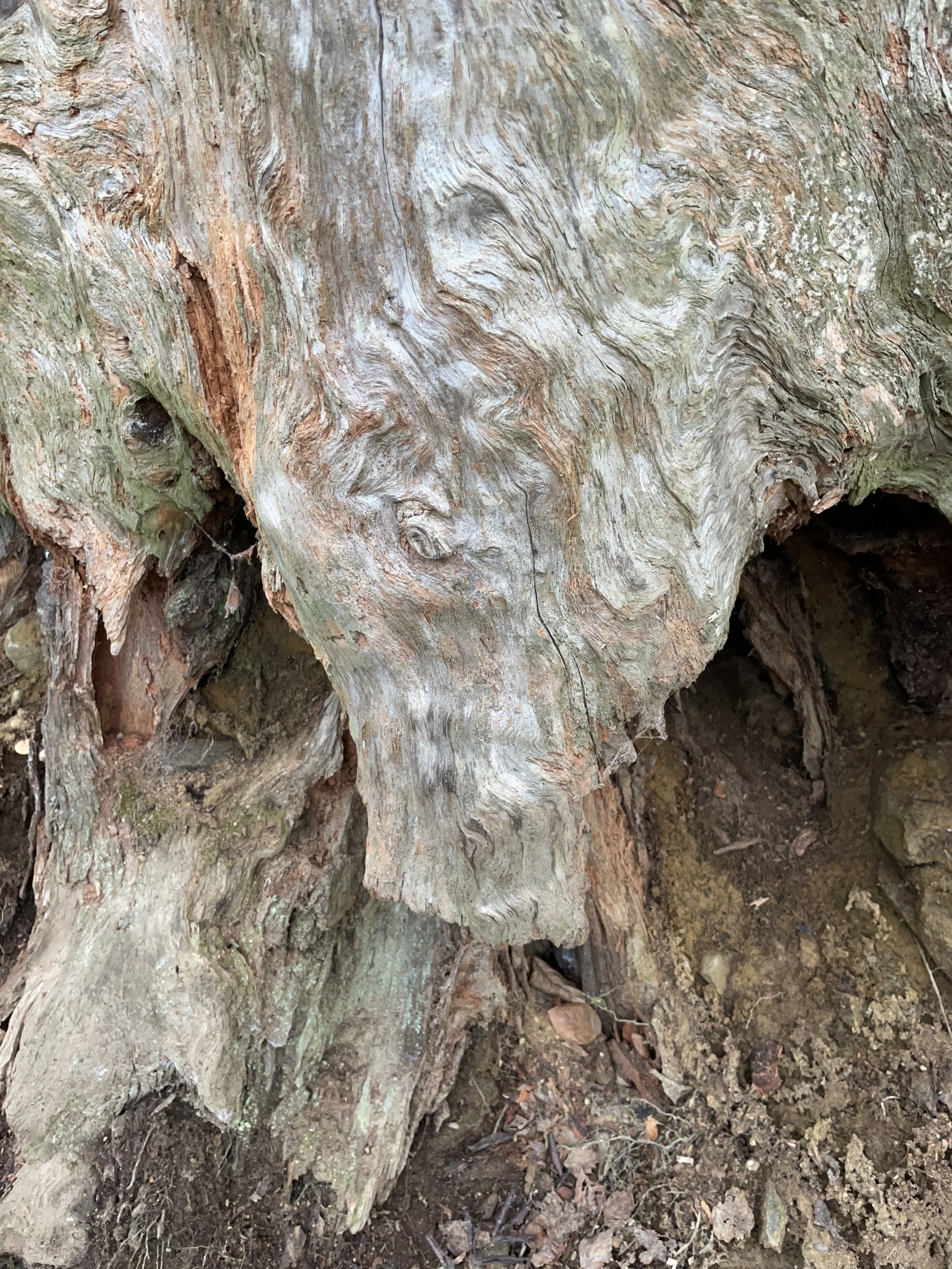 Close-up of a tree trunk with textured, weathered bark and a hollow at the base.