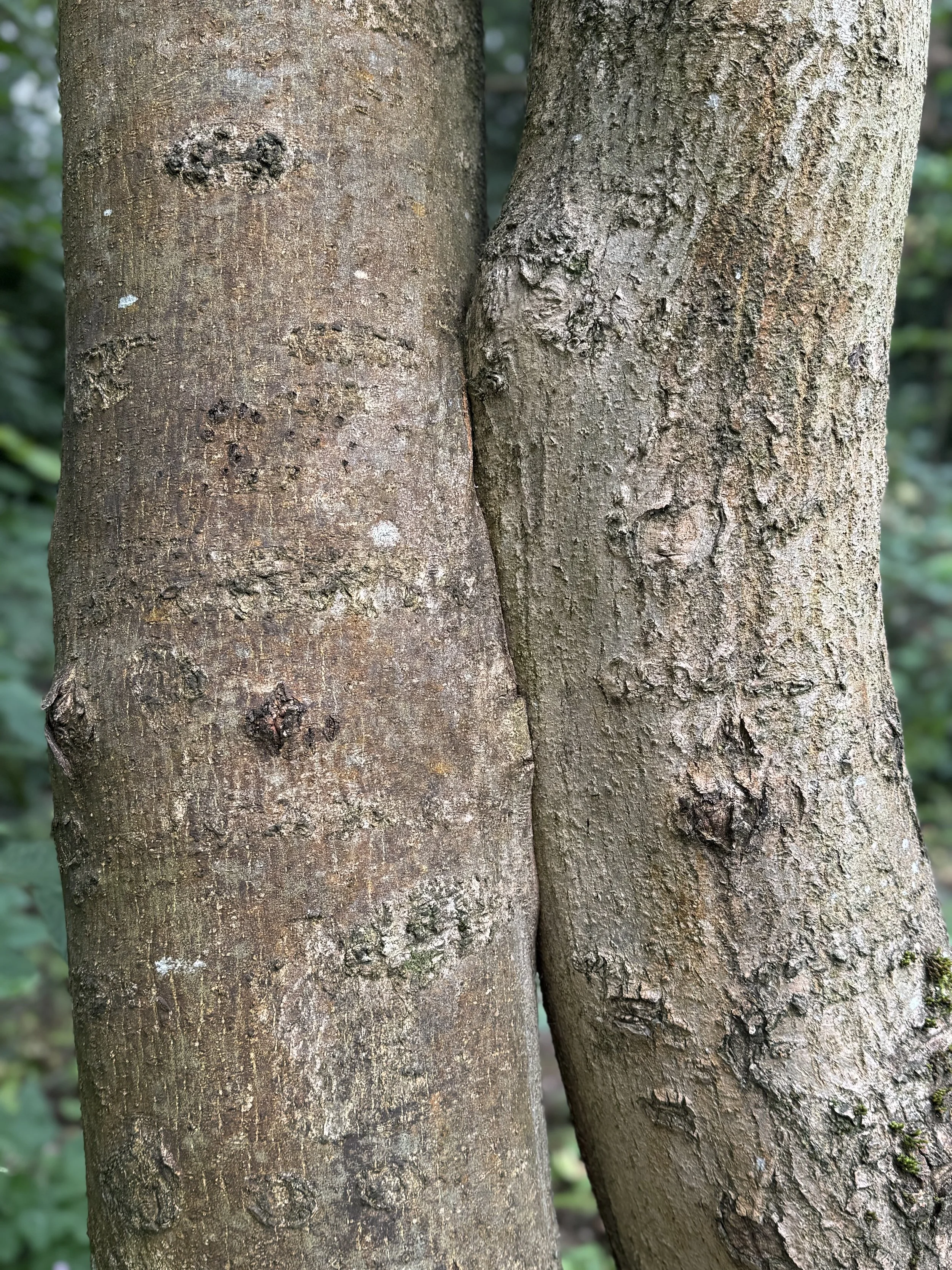 Close-up view of two tree trunks with textured bark and visible knots, in a forest setting.