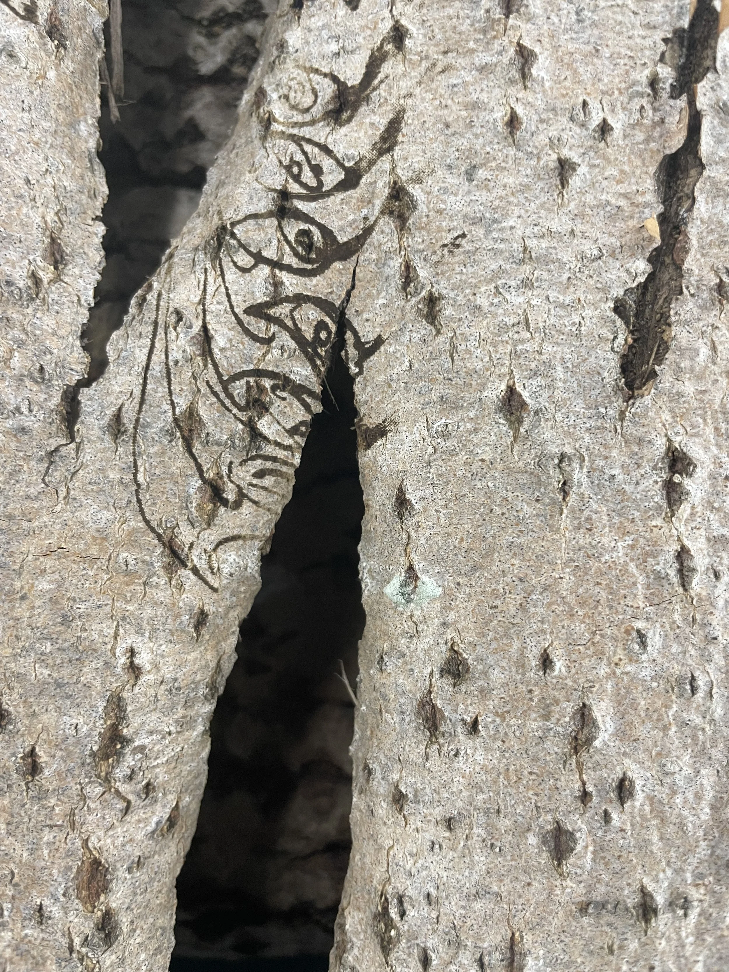 Close-up of tree bark with intricate carvings and a small hollow in the center.