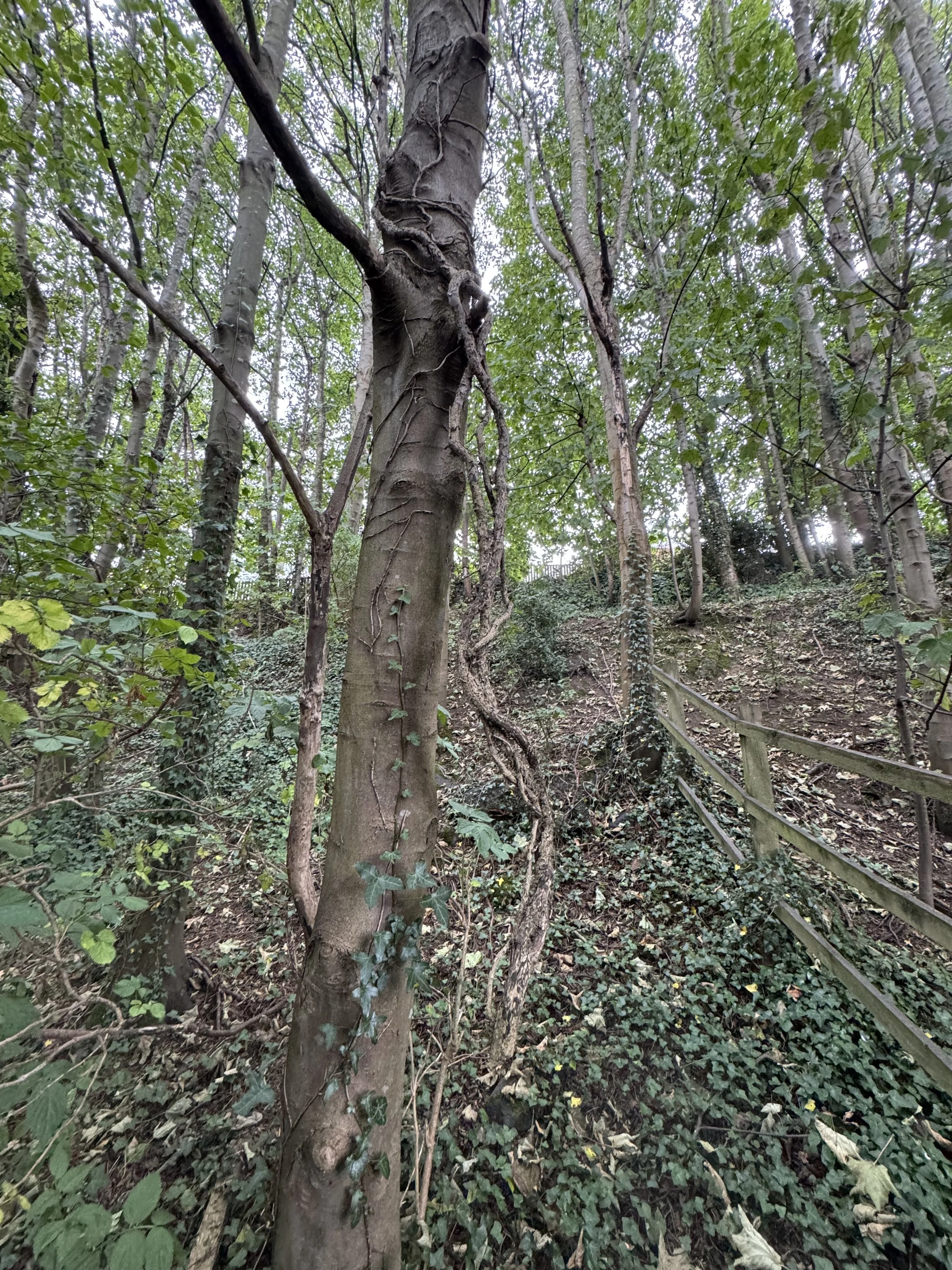 A wooded area with a dirt pathway, a wooden gate, and trees with green leaves, ivy, and underbrush.