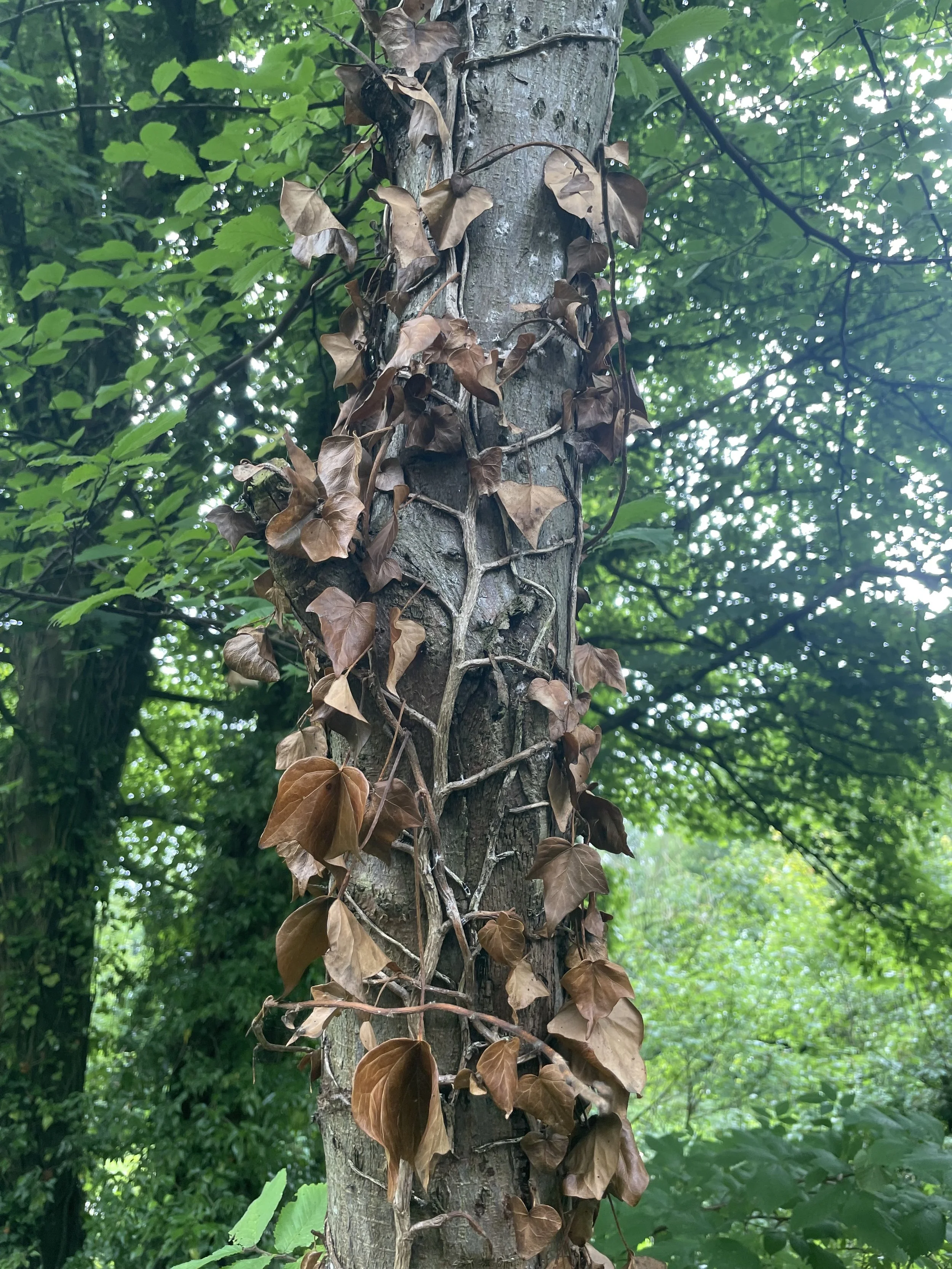 A tree trunk with brown ivy leaves climbing up its bark, surrounded by green foliage in a forest setting.