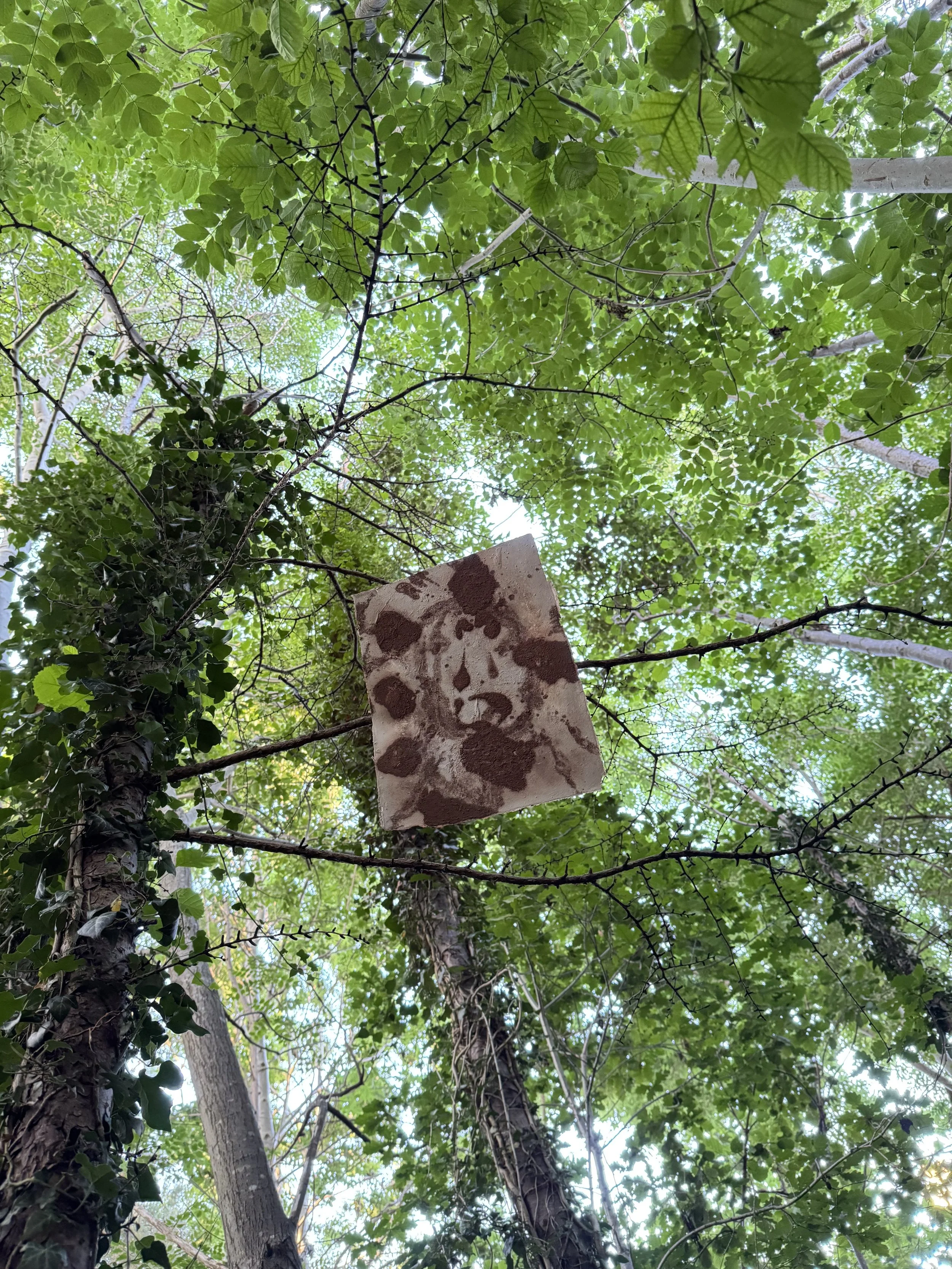 A square piece of plywood with a painted panda face, partially covered with dirt, hanging high among green tree leaves and branches in a forest.