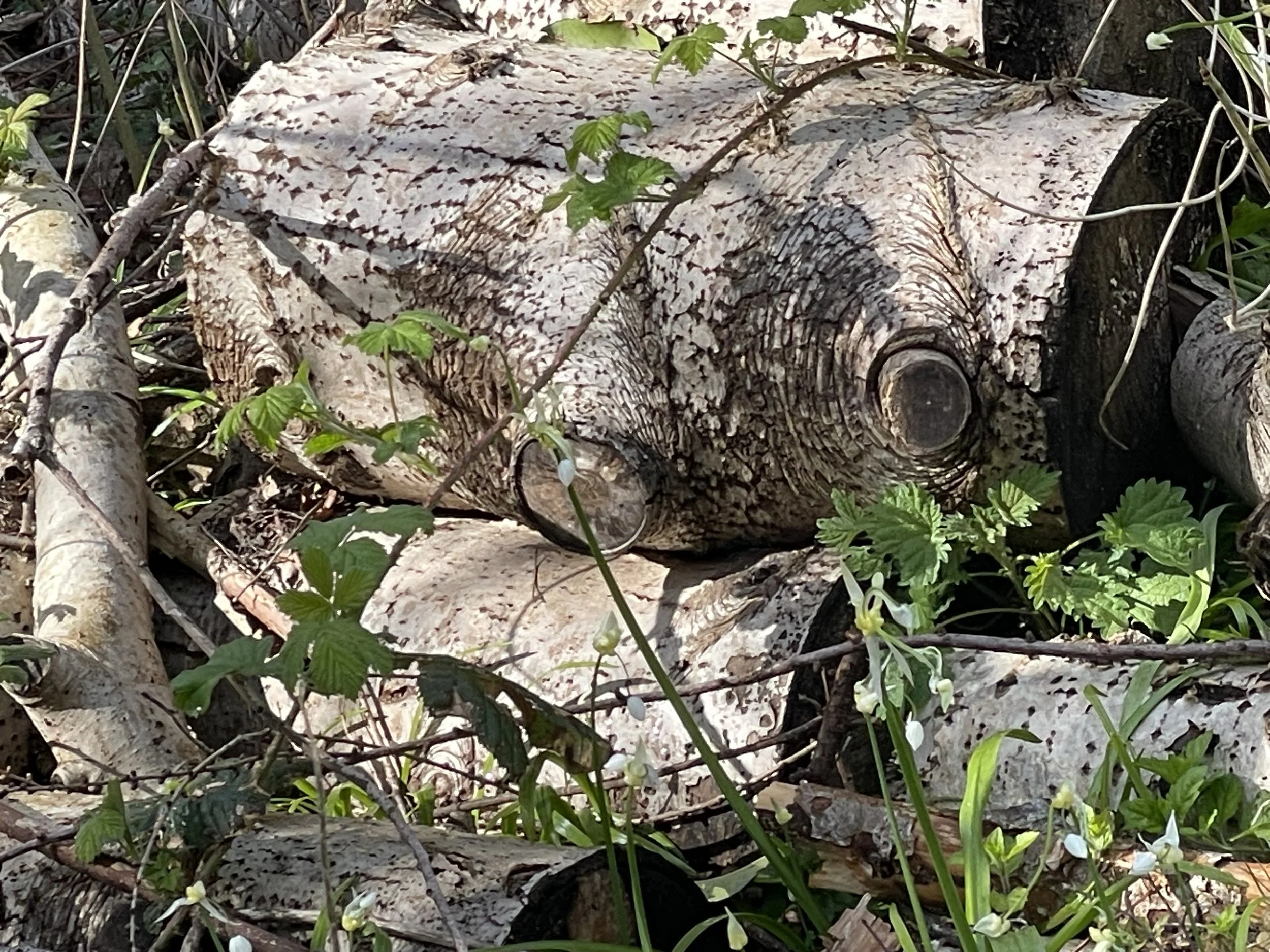 Close-up of cut logs and tree branches surrounded by green plants and leaves.