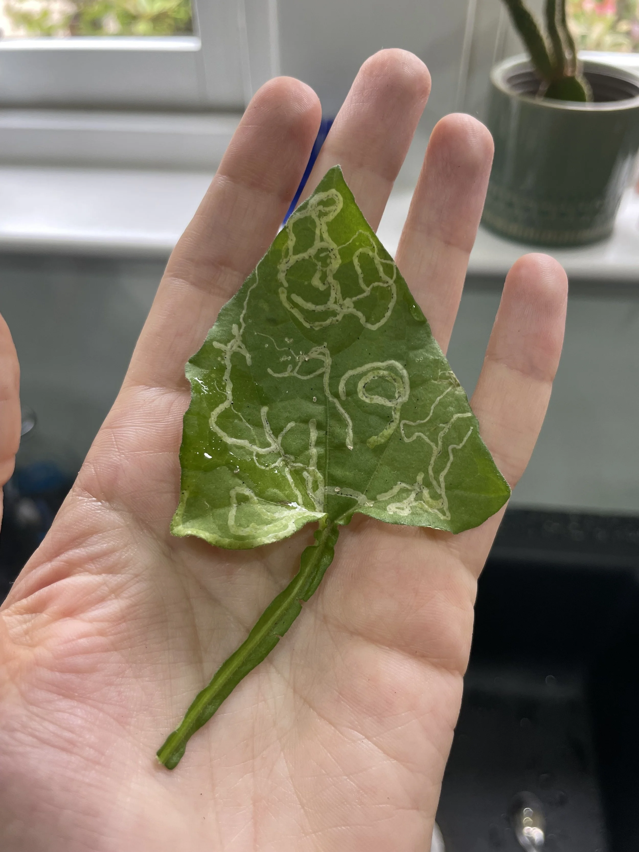 A green leaf with white and light green spiral designs on it, held in a person's hand indoors near a window with a potted plant in the background.