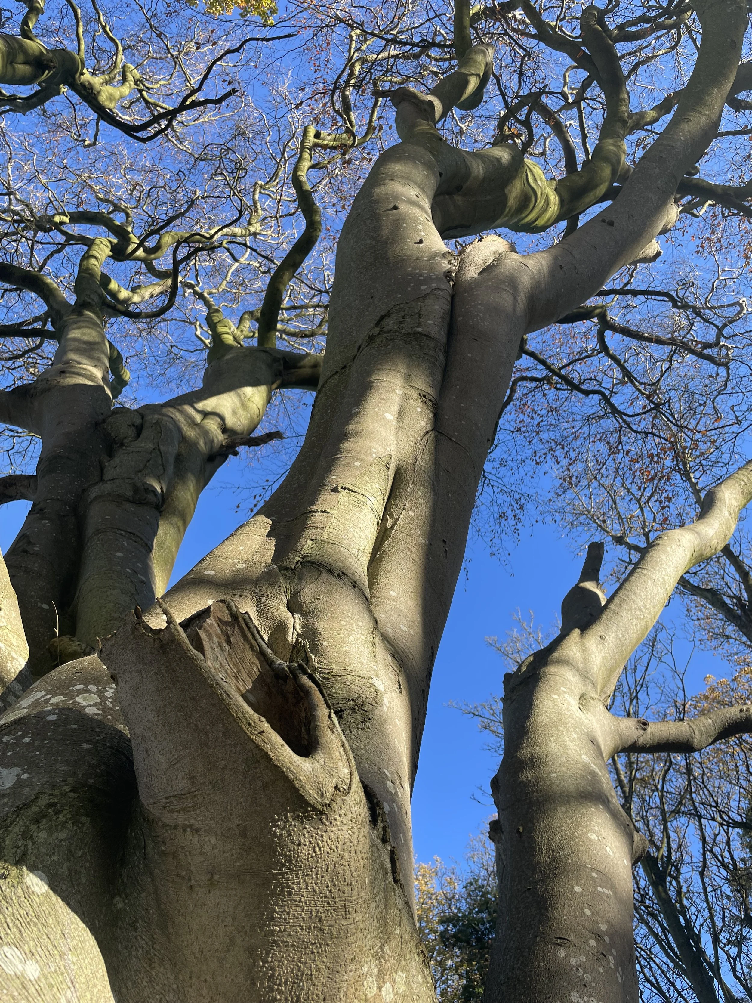 Looking up at tall, twisted tree trunks with bare branches against a blue sky.