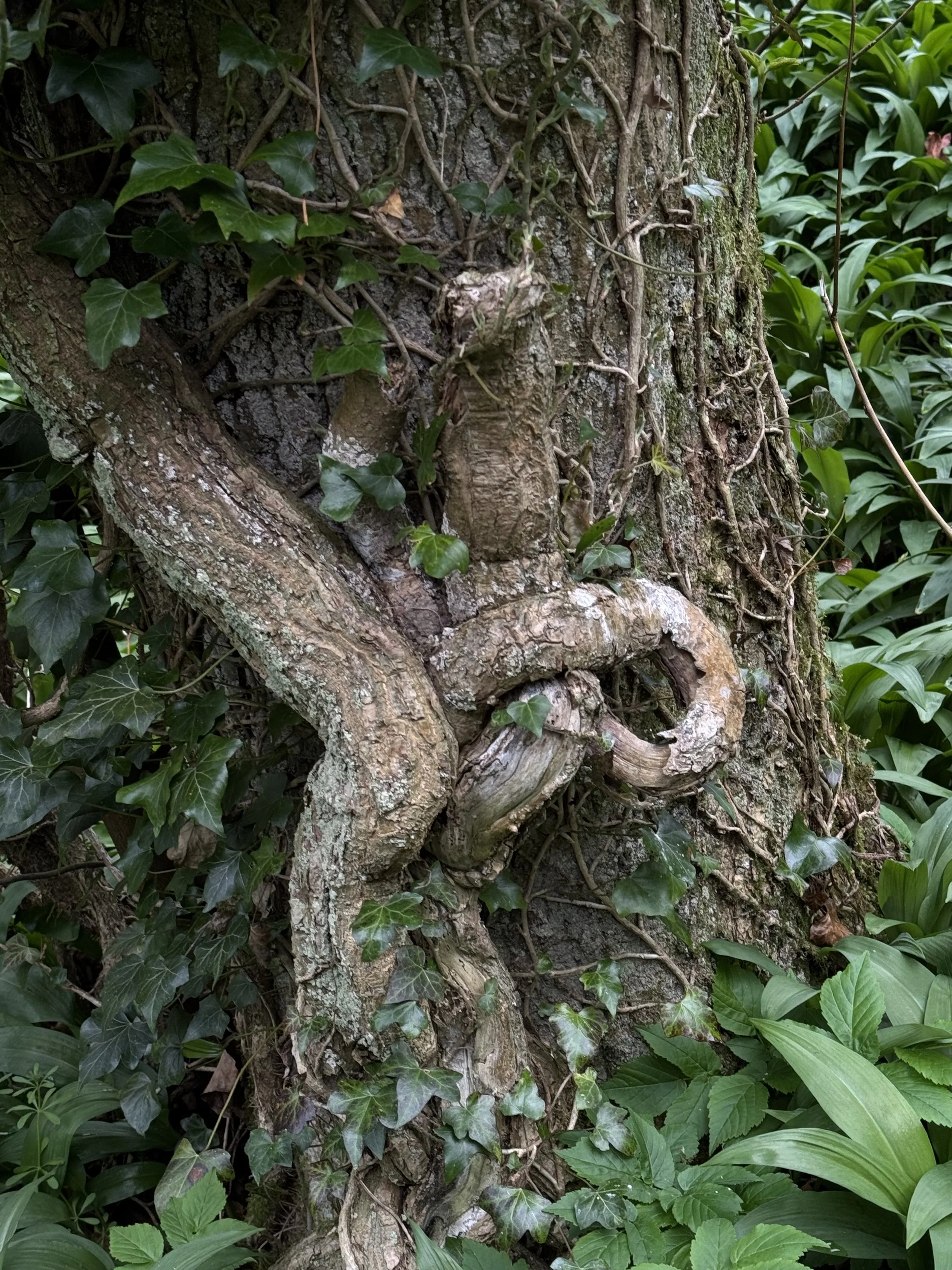 Close-up of a tree trunk with twisting vines and green ivy leaves growing on it, surrounded by various green foliage.