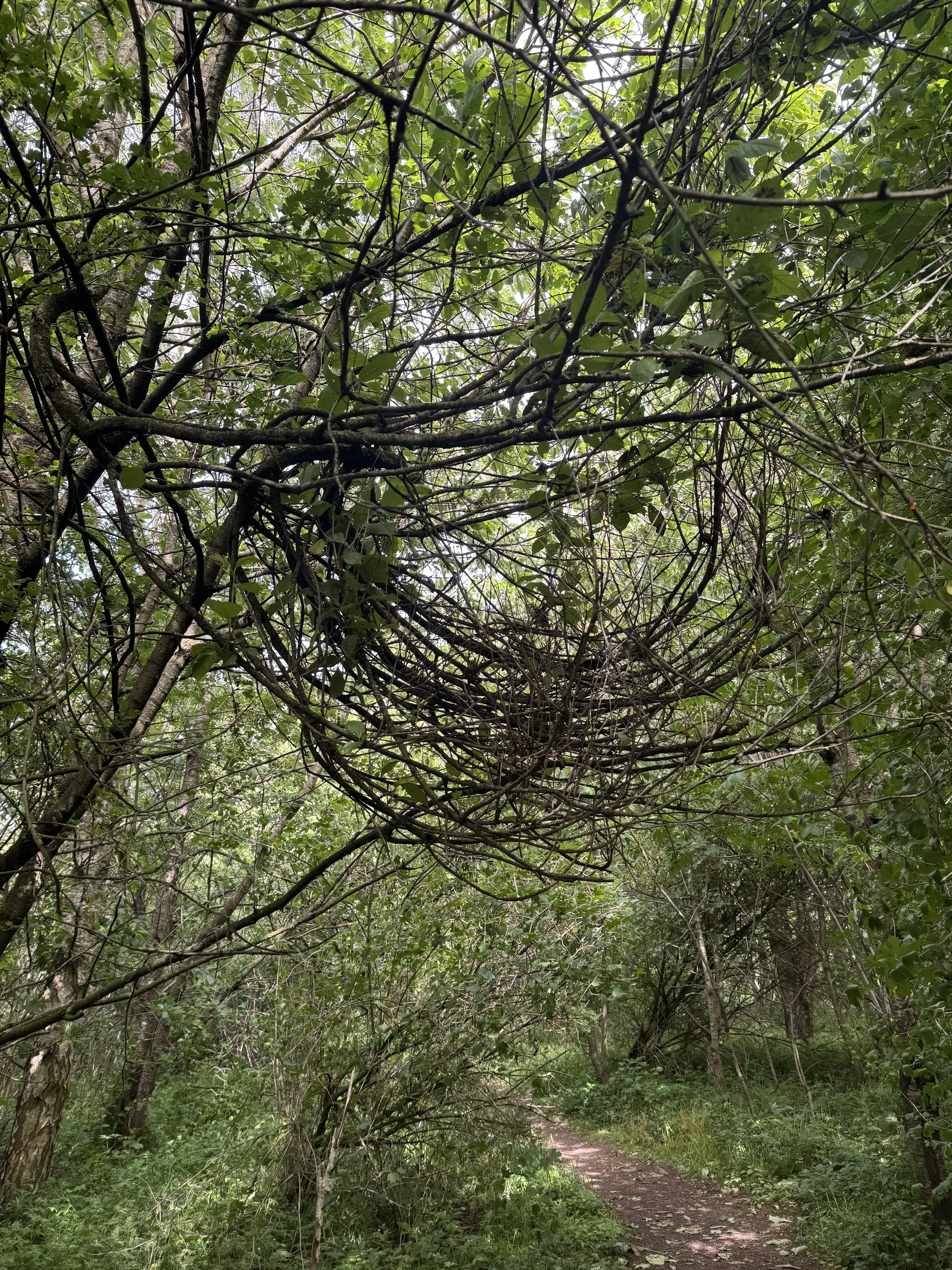 A wooded trail with a densely overgrown canopy of branches and leaves overhead.
