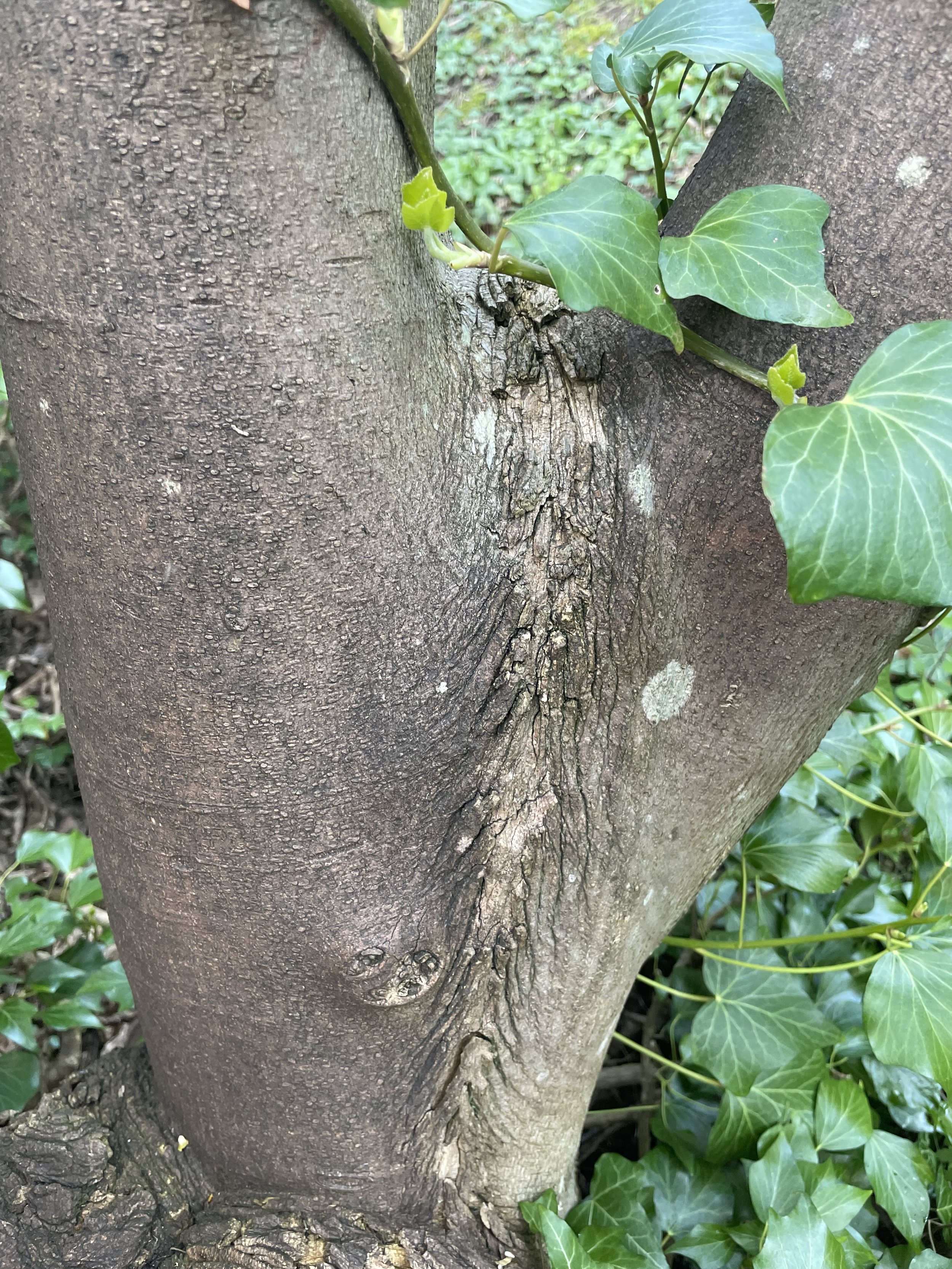 Close-up of a tree trunk with green ivy leaves growing around it.