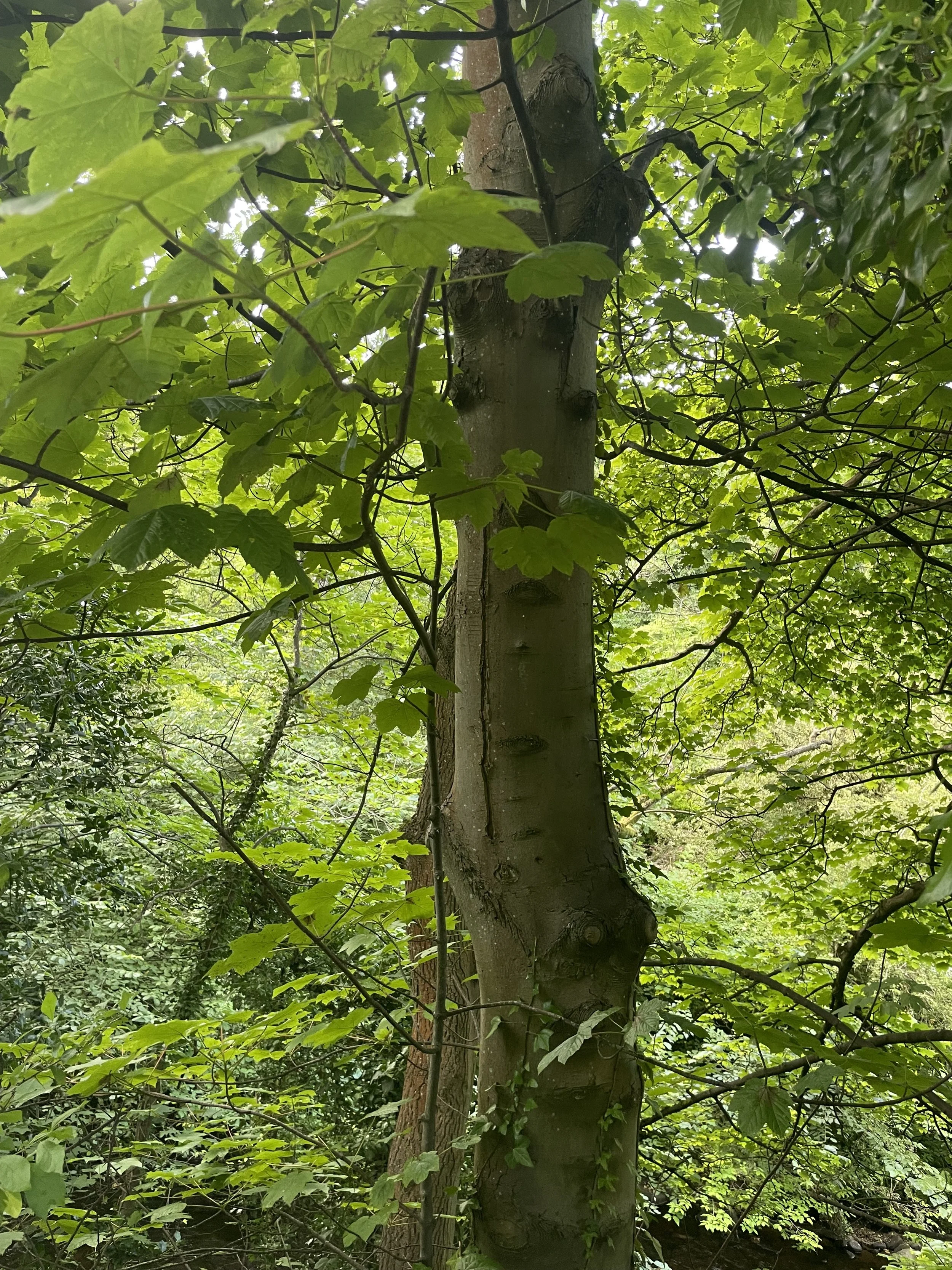 Tree trunk surrounded by green leaves in a lush forest.