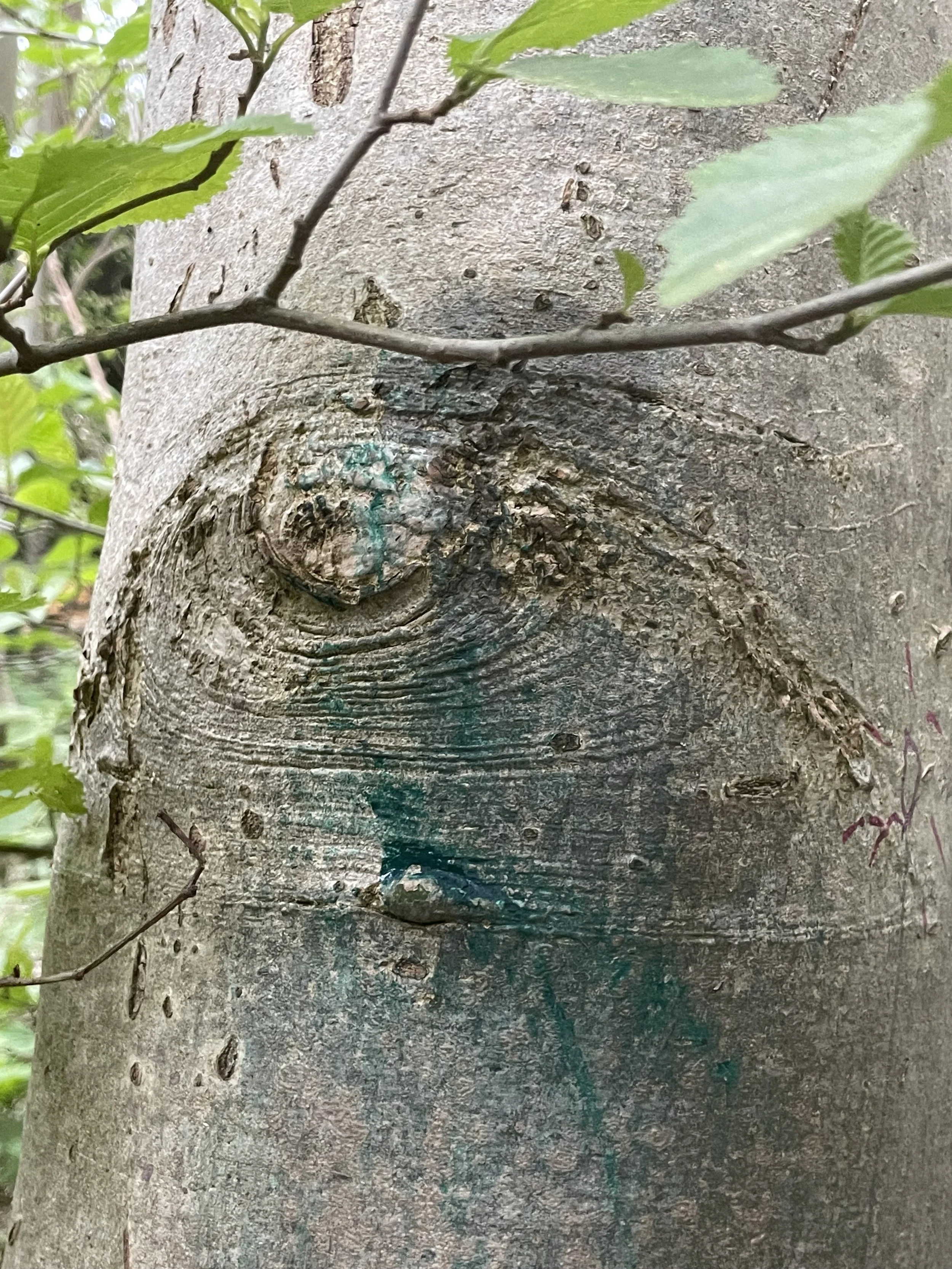 Close-up of a tree trunk with a large knot and a small branch with green leaves in the foreground.