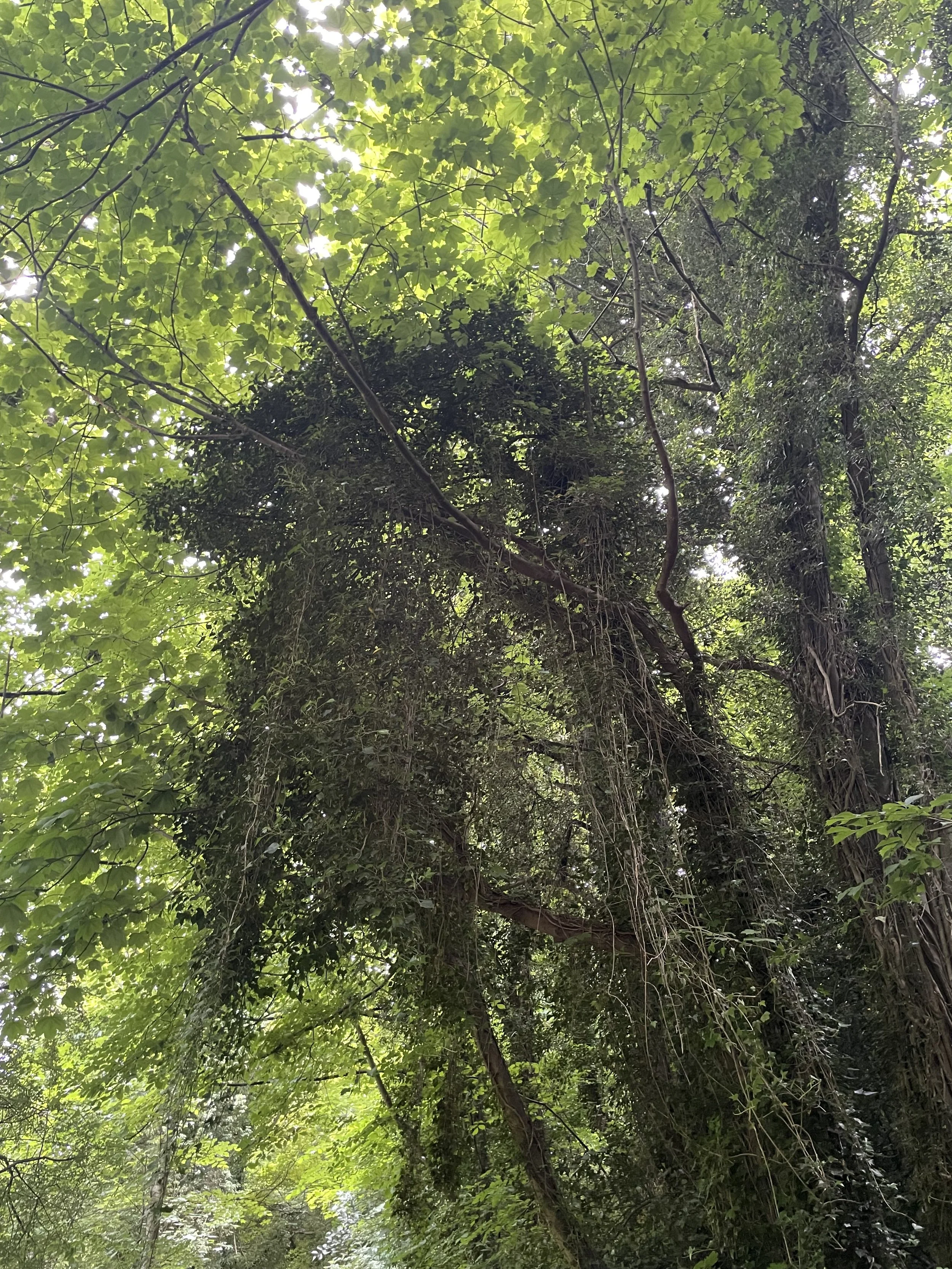 View of tree branches and green leaves in a forest canopy with sunlight filtering through.