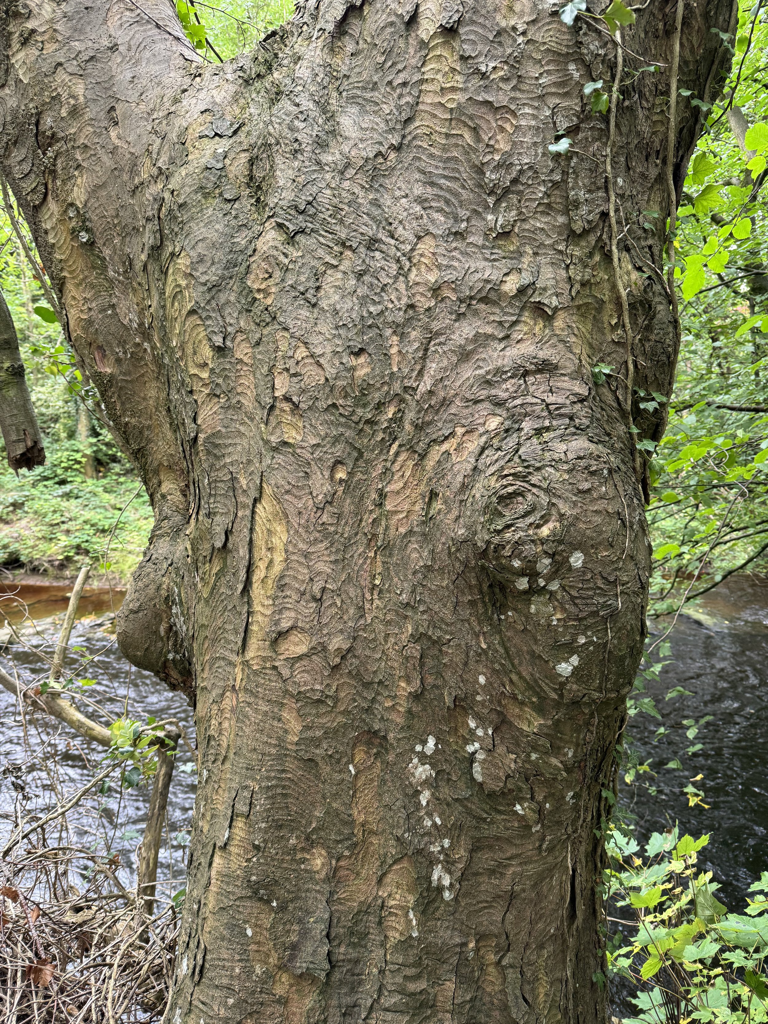 Close-up of a tree trunk with textured bark, surrounded by green leaves, with a small stream or river in the background.
