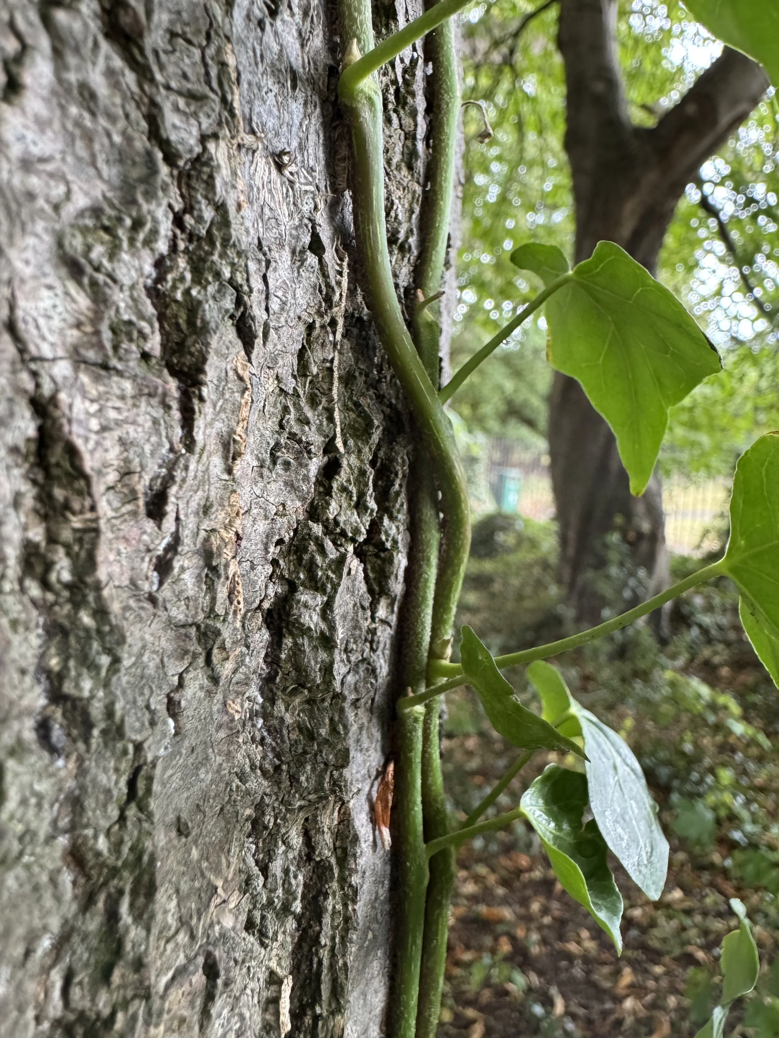 Close-up of a vine climbing up the bark of a tree with green leaves.