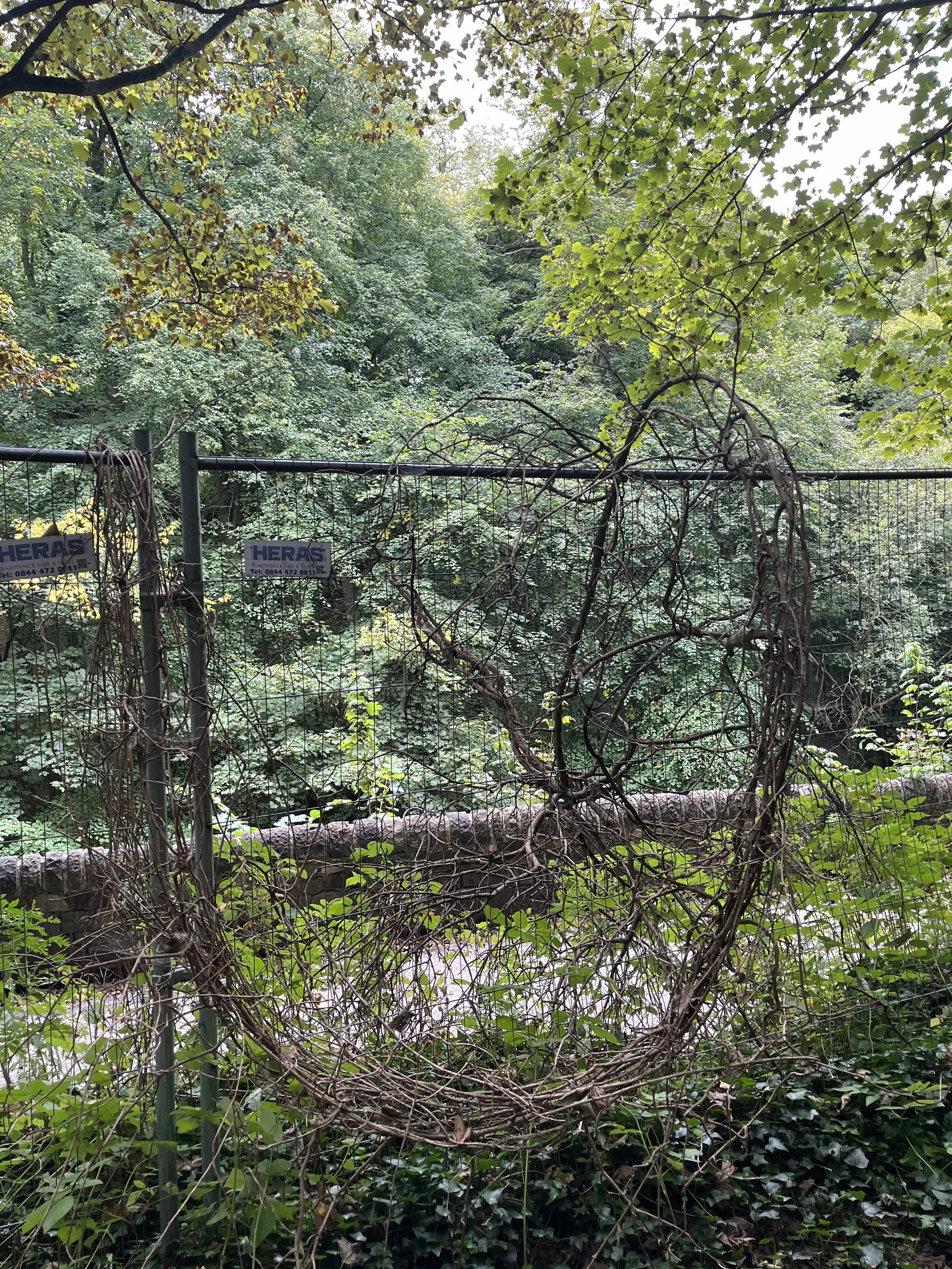 A metal fence with a tangled, dry vine in the shape of a circle hanging on it, with dense green trees and foliage in the background.