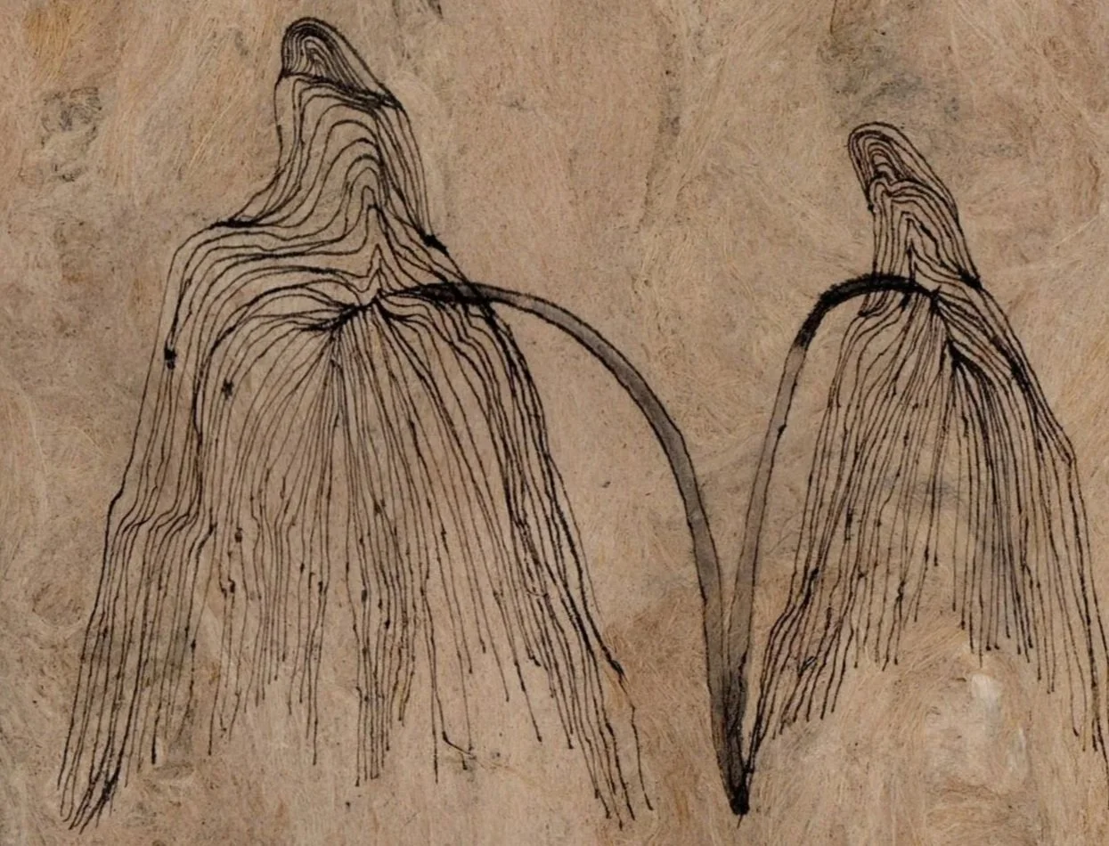 A botanical illustration of two tulip flowers with detailed line work on a textured background.