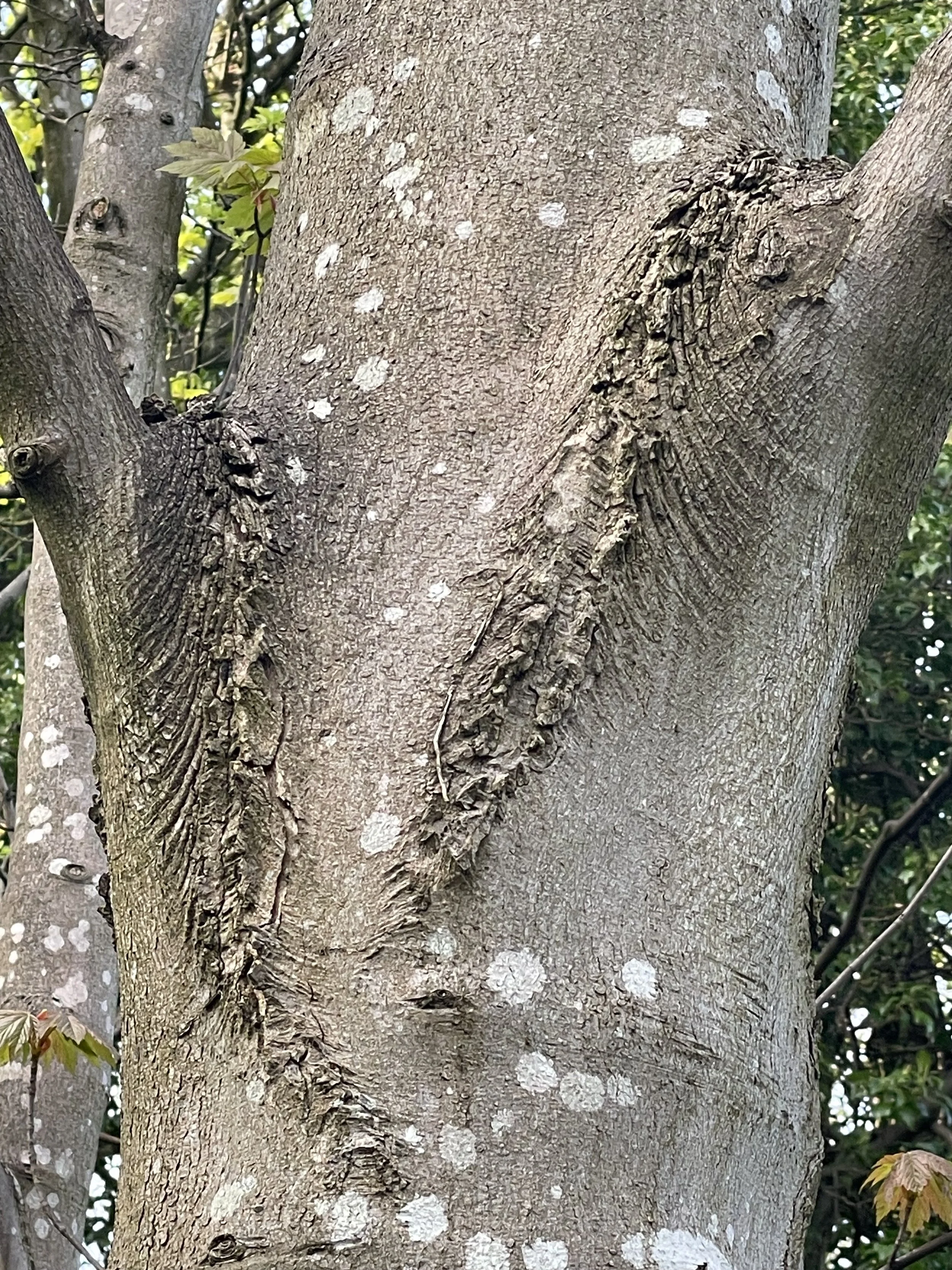 Close-up of tree trunk with textured bark, patches of lichen, and a large, rough scar on the right side.