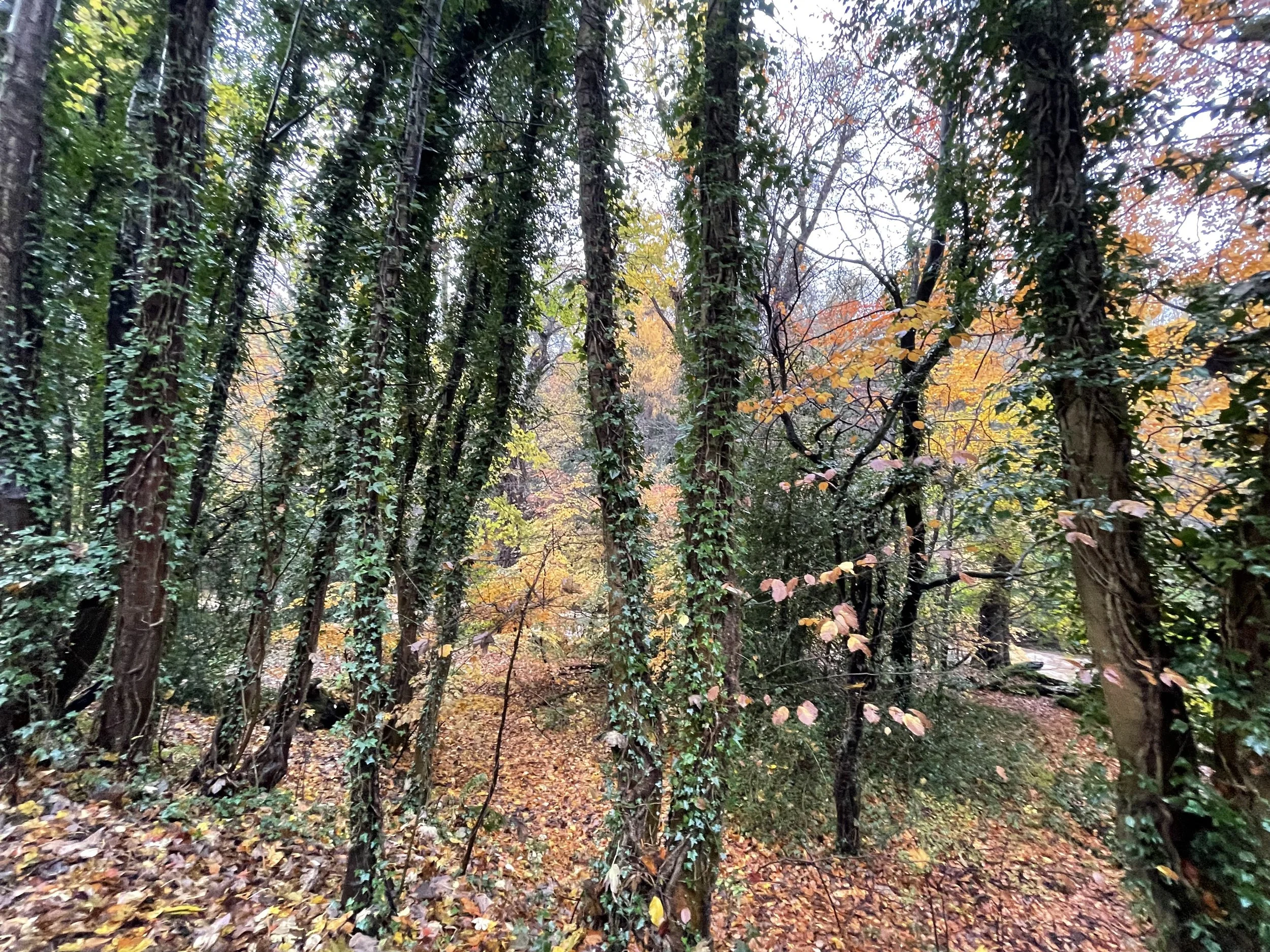 A wooded forest scene with trees covered in green ivy, some leaves turning yellow and orange, and a ground blanketed with fallen autumn leaves.