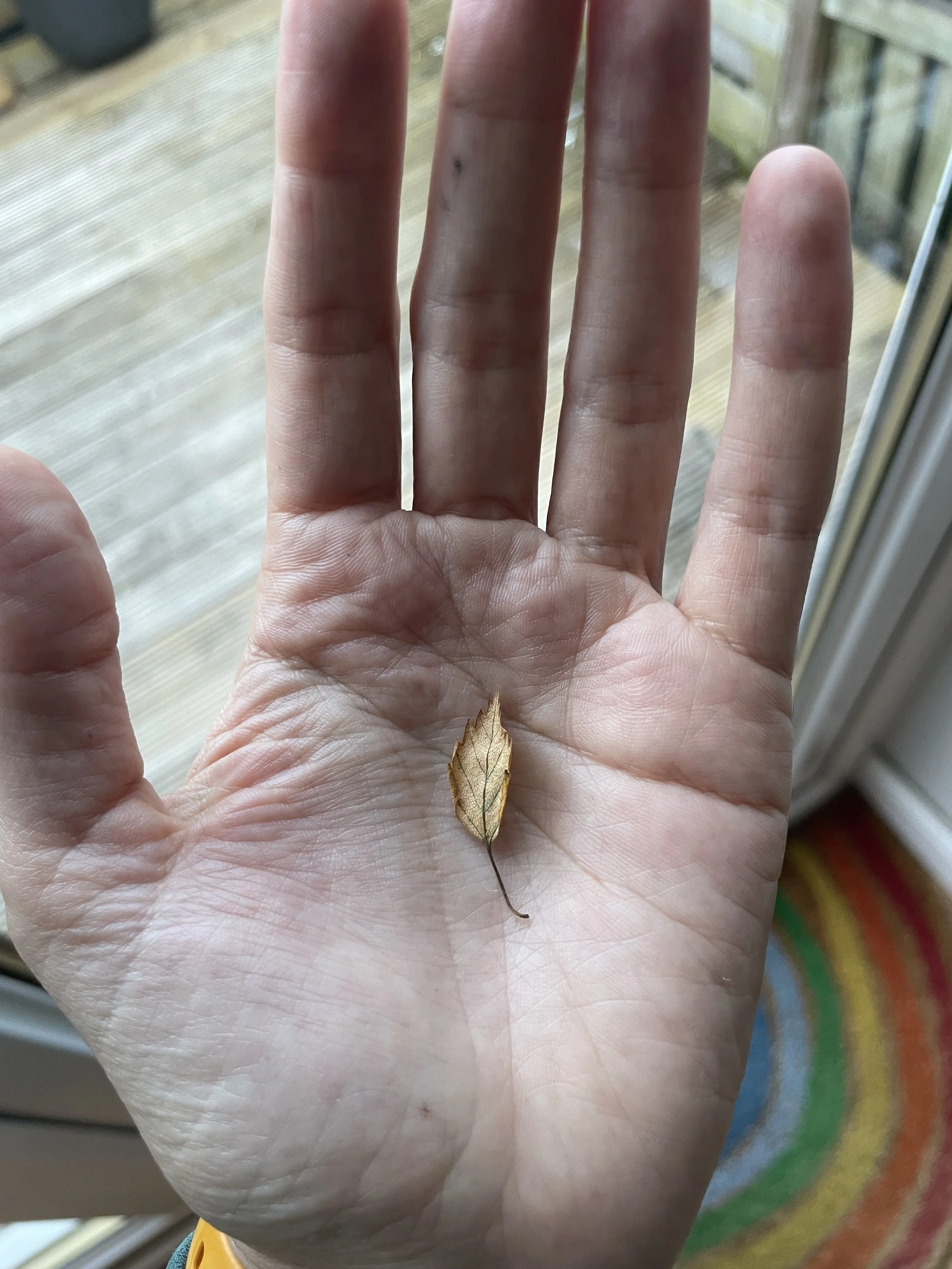 A human hand with a dry, brown leaf on the palm, near the base of the fingers, near a glass door with a wooden deck and a colorful rug outside.