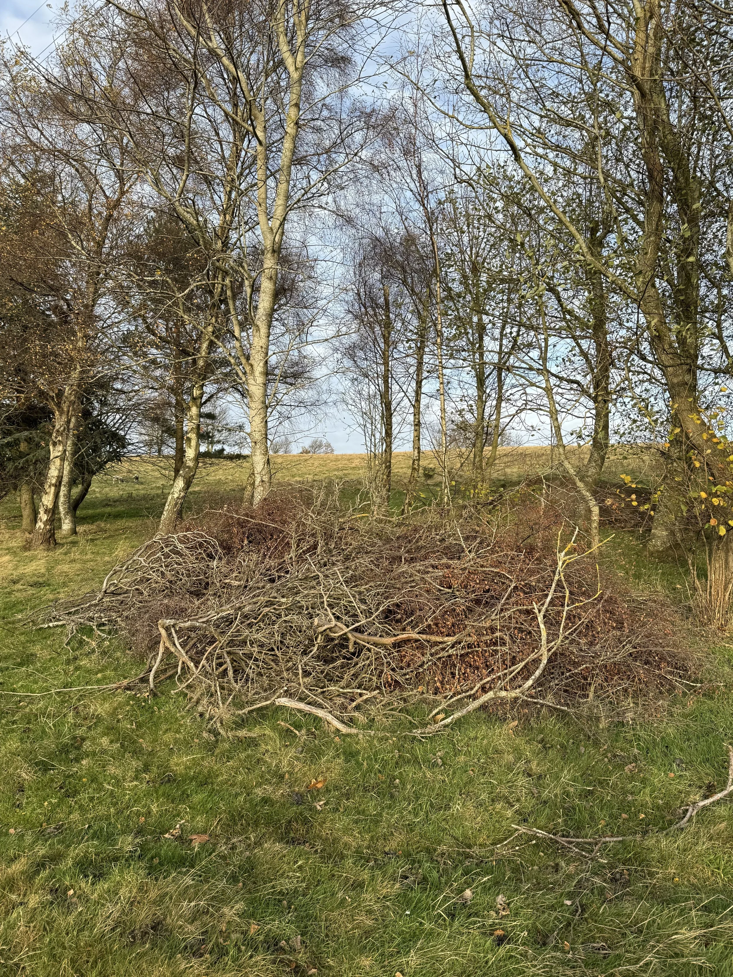 A pile of fallen tree branches and twigs on green grass in a park, with leafless trees and a clear sky in the background.