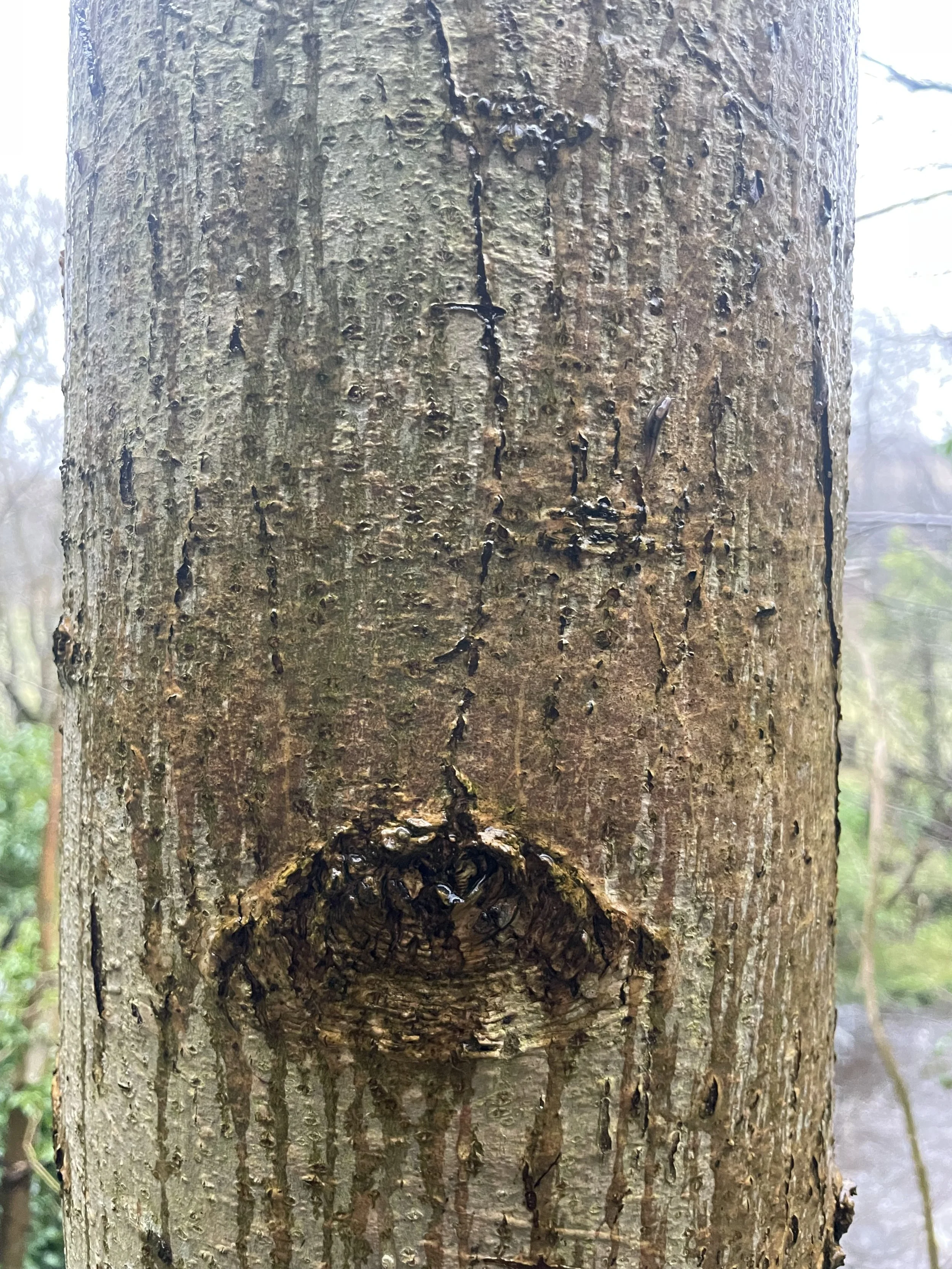 Close-up of a tree trunk with a large knot and textured bark.