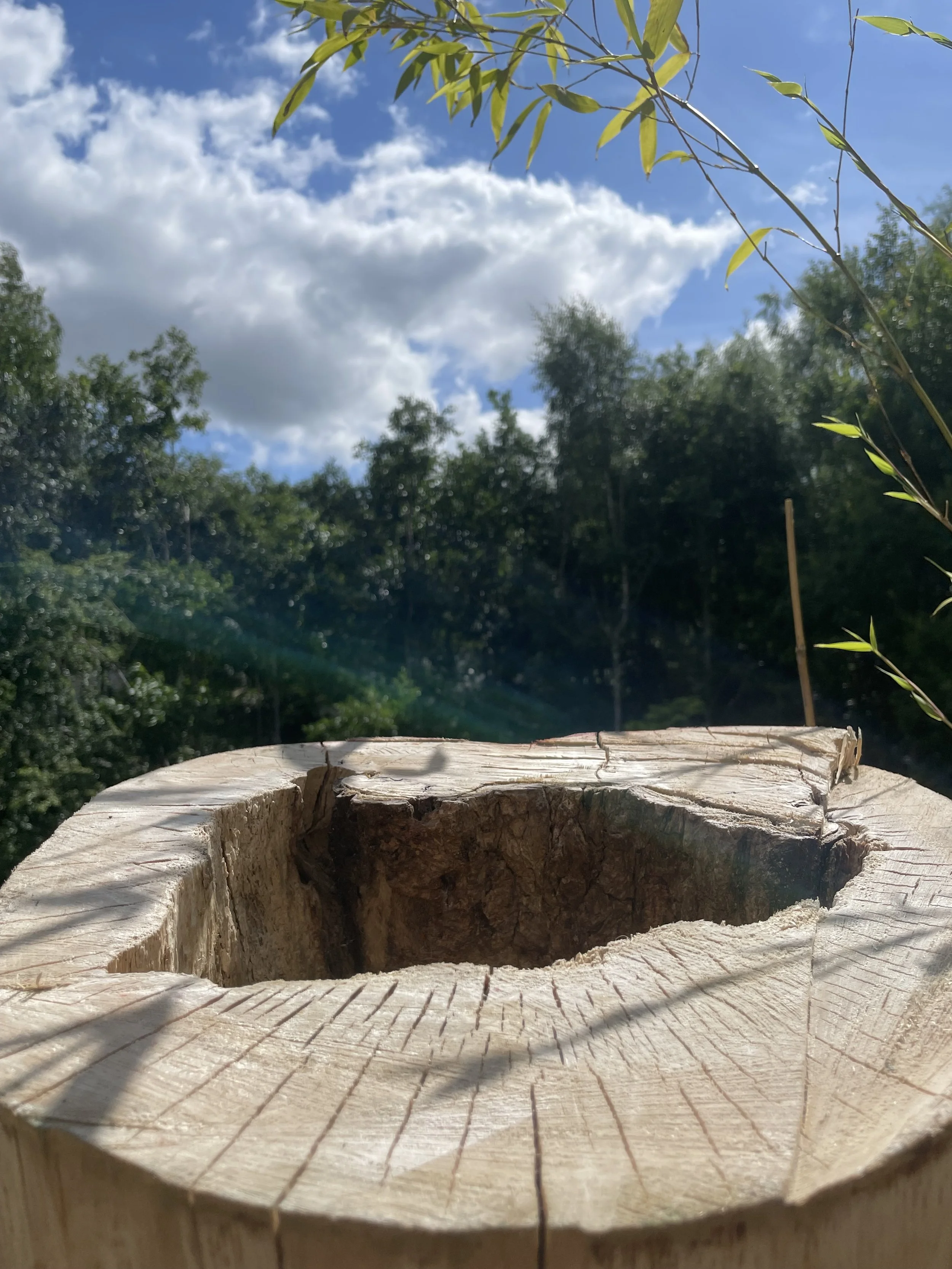 Close-up of a cut tree stump outdoors with trees and a blue sky with clouds in the background.