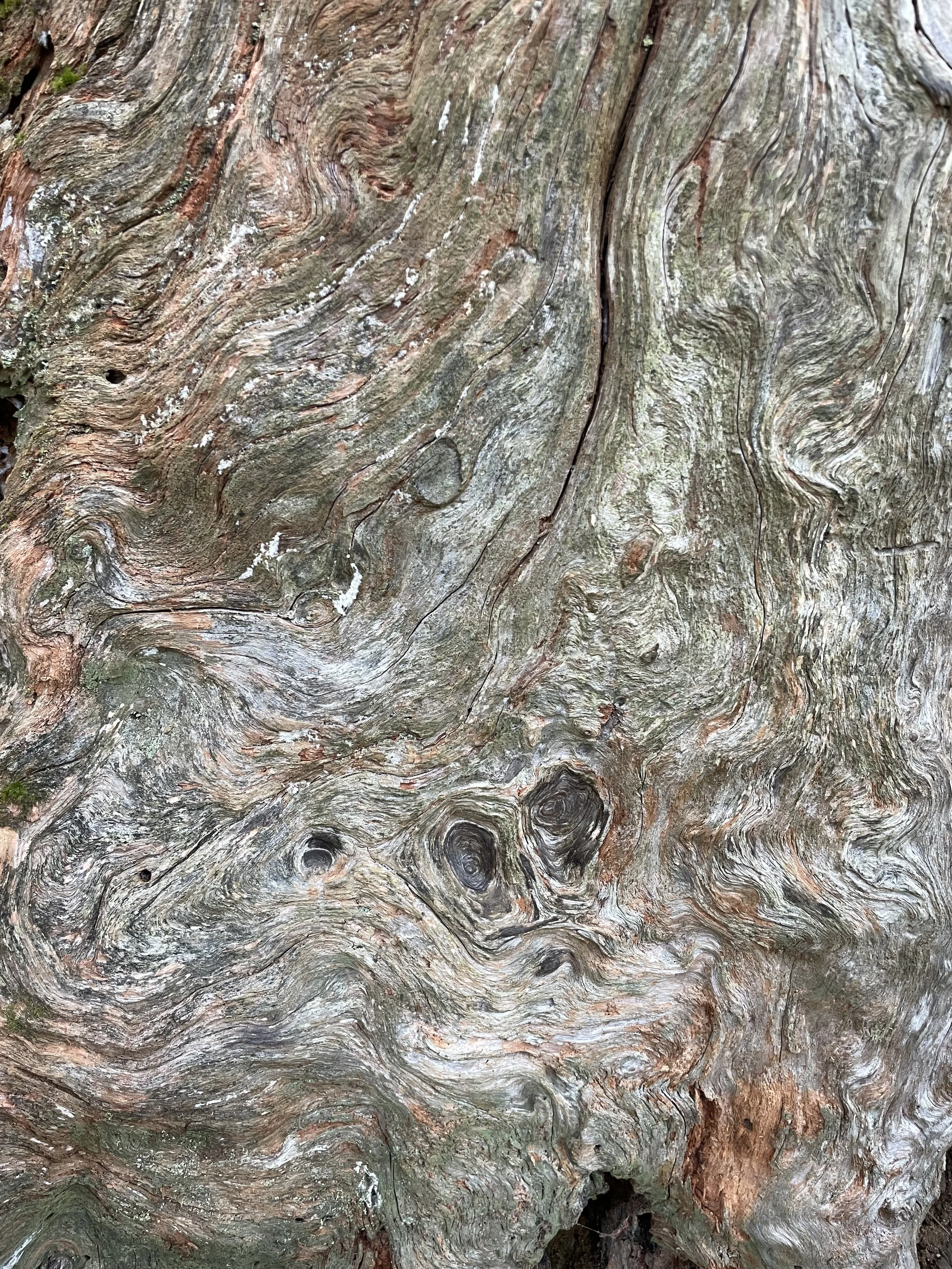 Close-up of a textured tree trunk with natural swirling grain patterns, knots, and weathered bark.