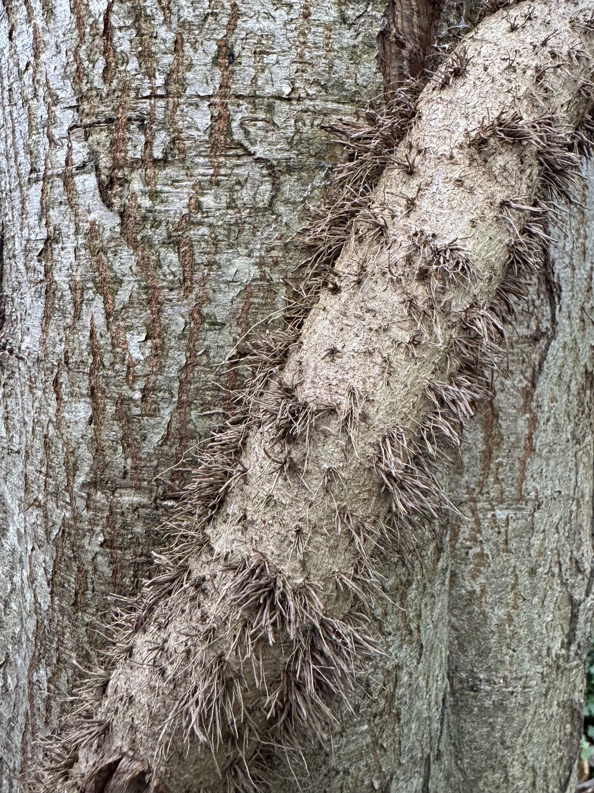 Close-up of tree bark with a branch covered in brown spiky thorns.