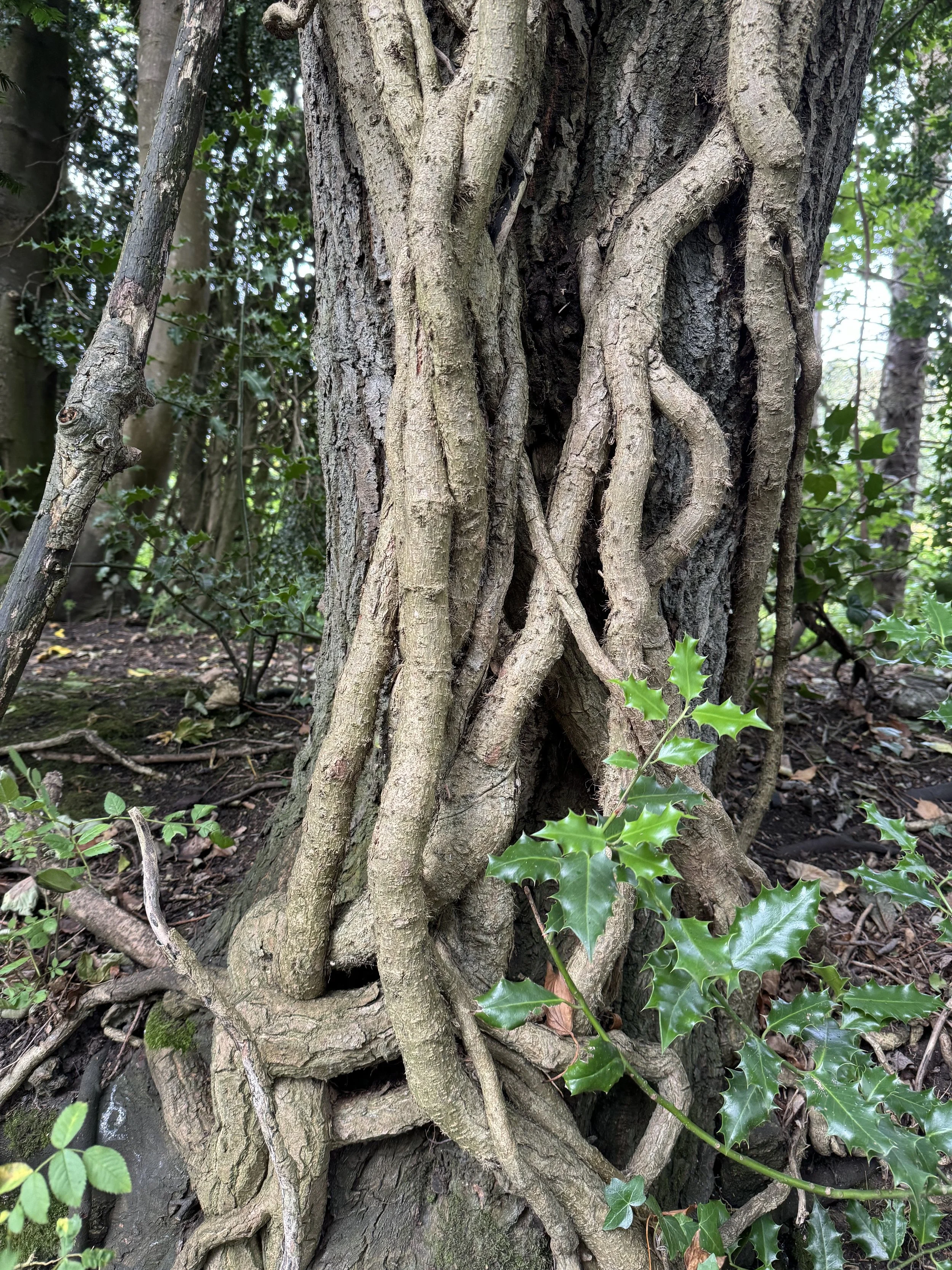 Close-up of a tree trunk with numerous twisting vines growing around it and a some green holly leaves attached to a branch in front.