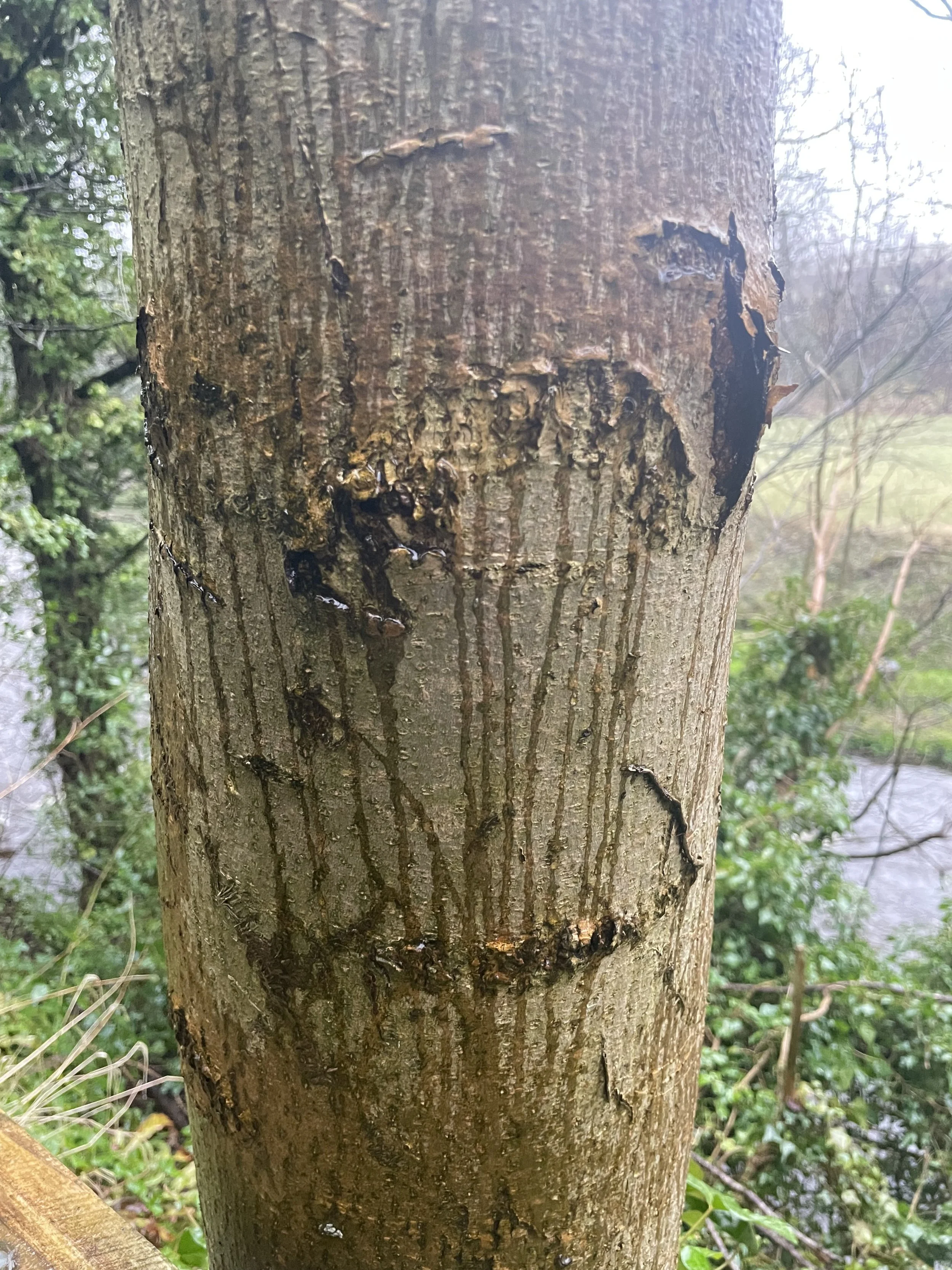 Close-up of a tree trunk with peeling bark and wet patches, surrounded by greenery and a muddy path in the background.