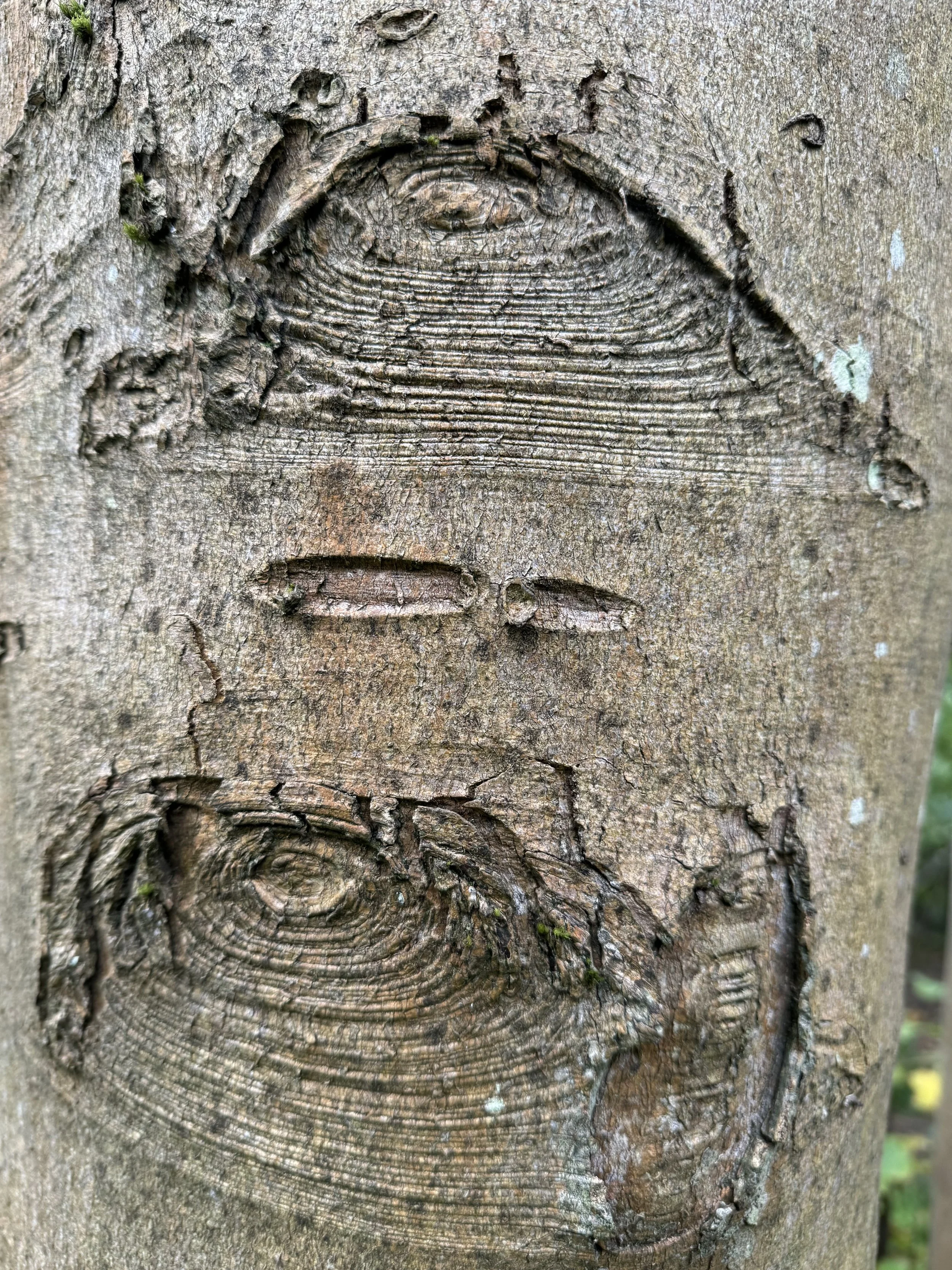 Close-up of a tree trunk with carvings of a face, showing eyes, a nose, and a mouth.