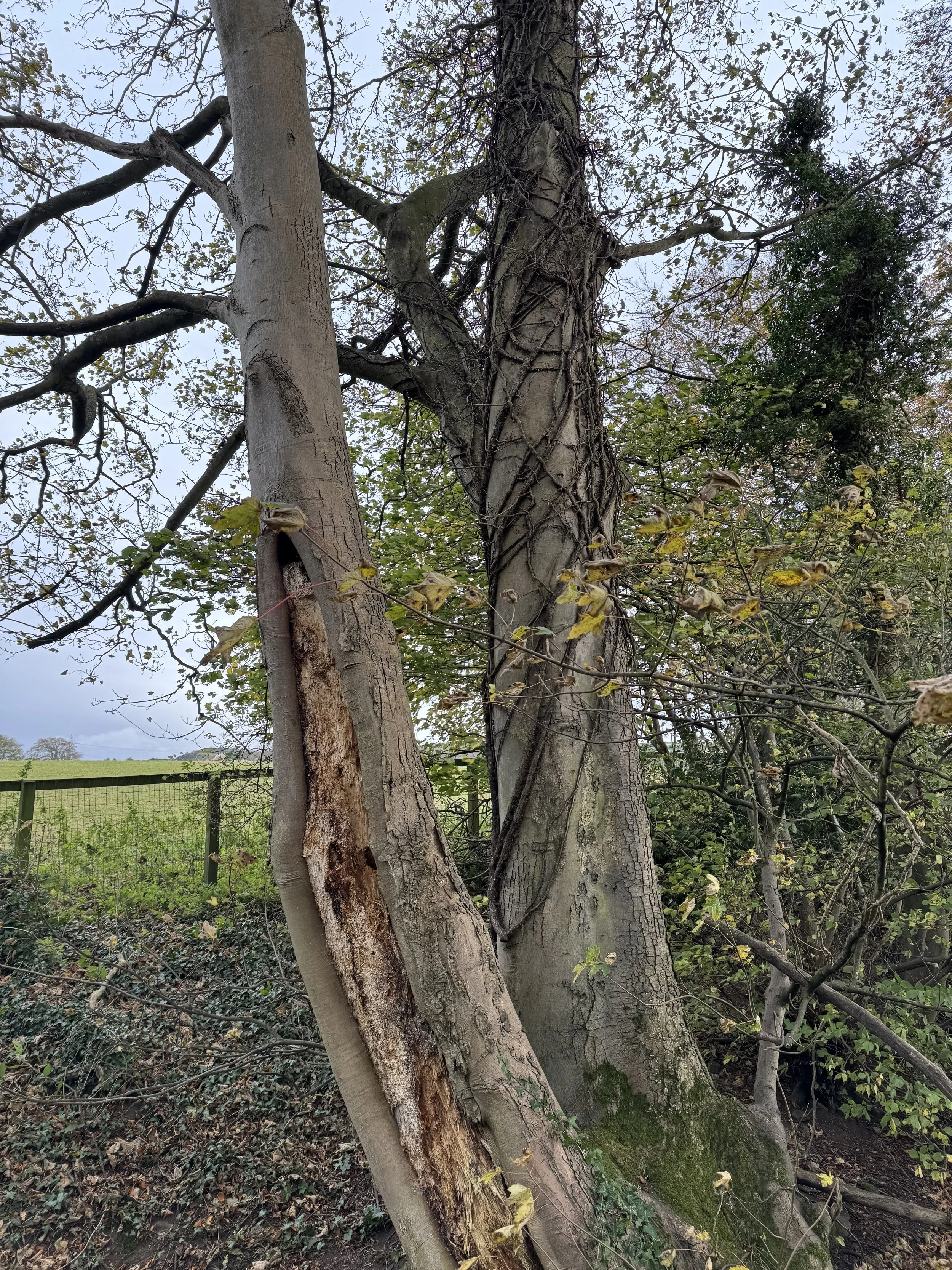 Close-up of two trees with intertwined branches and vines, with a fence in the background and a cloudy sky overhead.