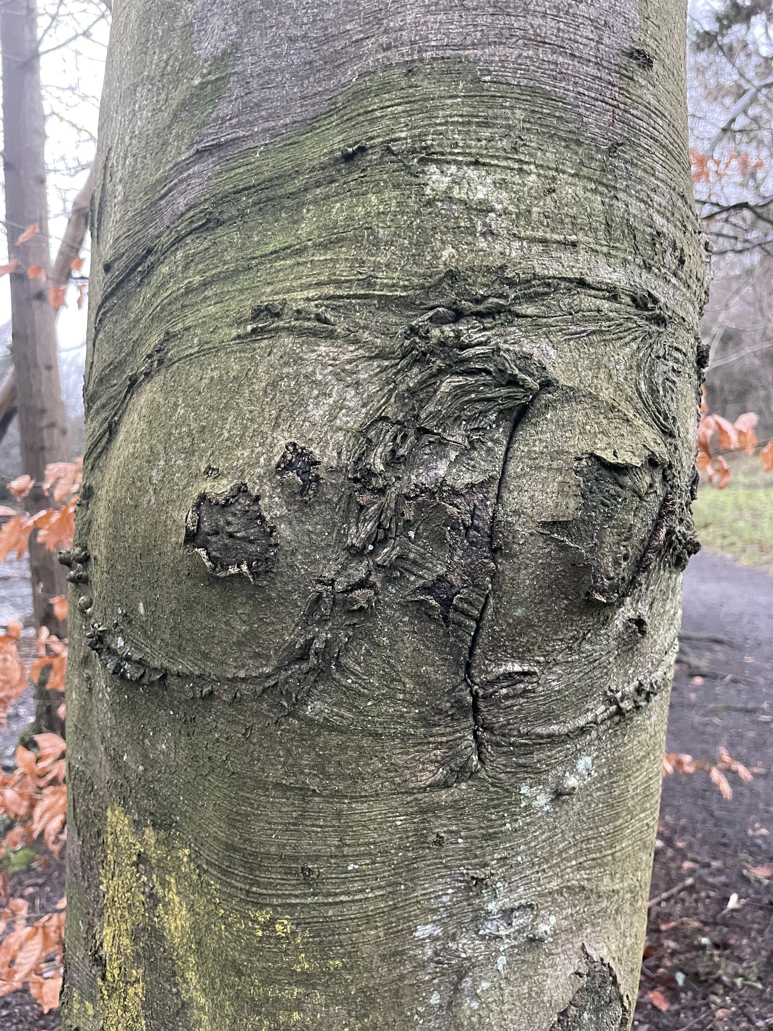 Close-up of a tree trunk with textured bark and some knots, with blurred autumn leaves in the background.