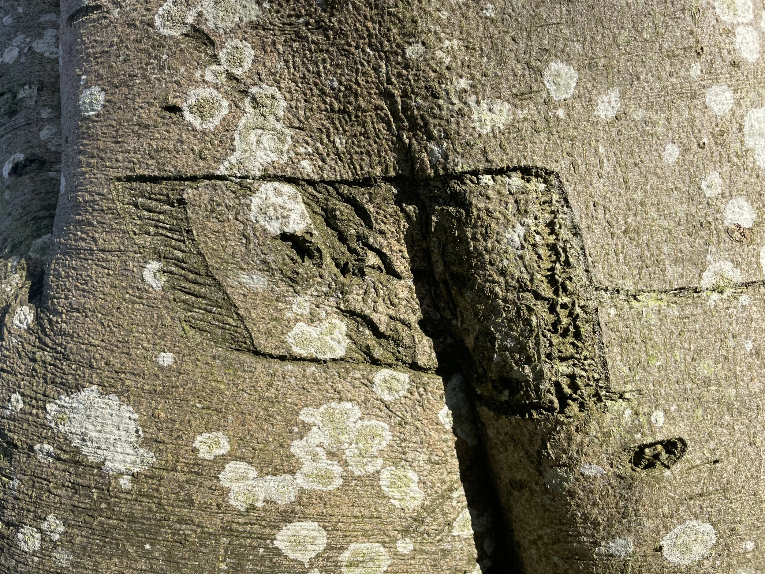 Close-up of a moss-covered tree trunk with carved initials and symbols.