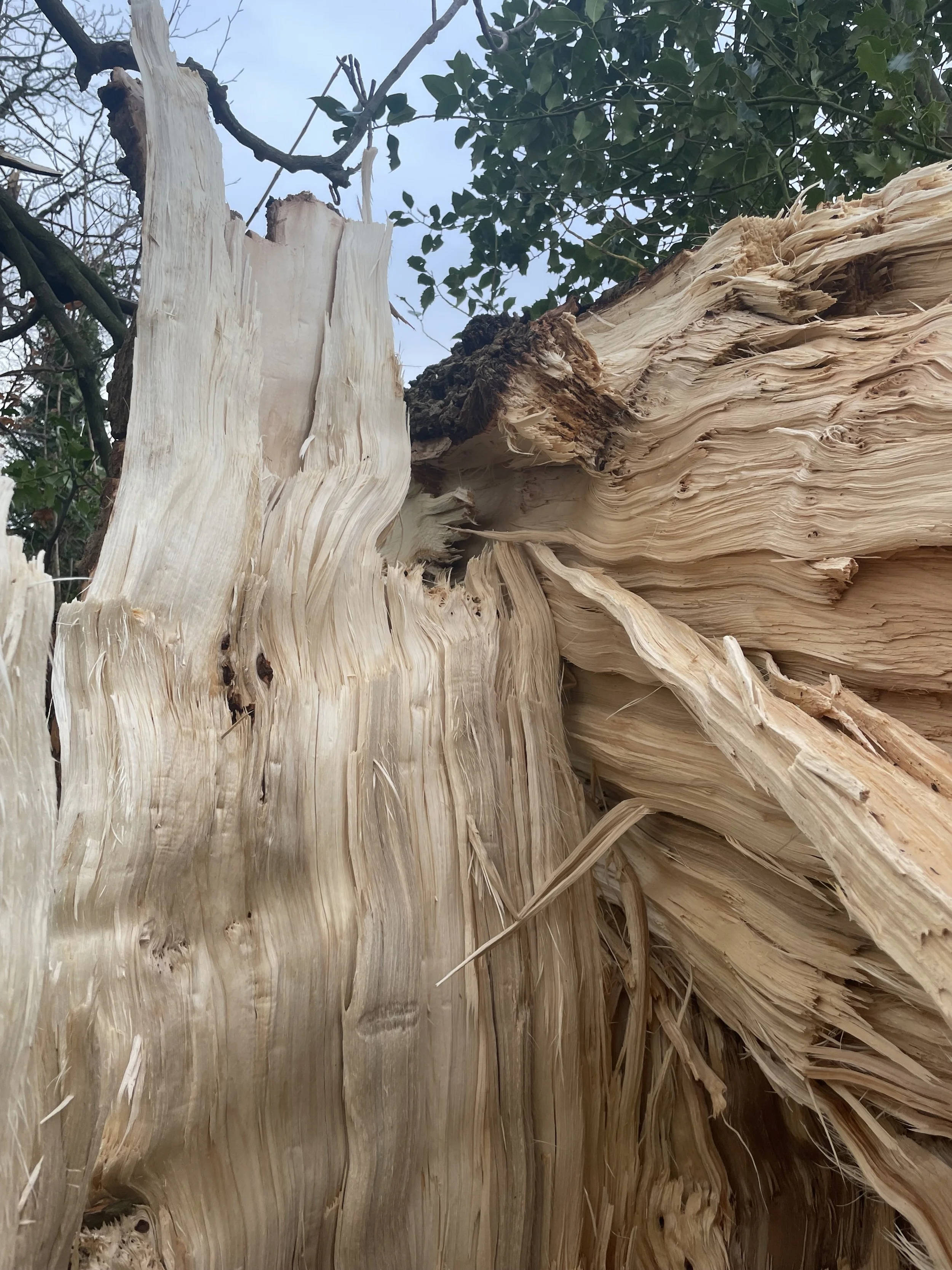 Close-up of a broken, splintered tree trunk with exposed wood fibers and bark, surrounded by green leaves and branches.