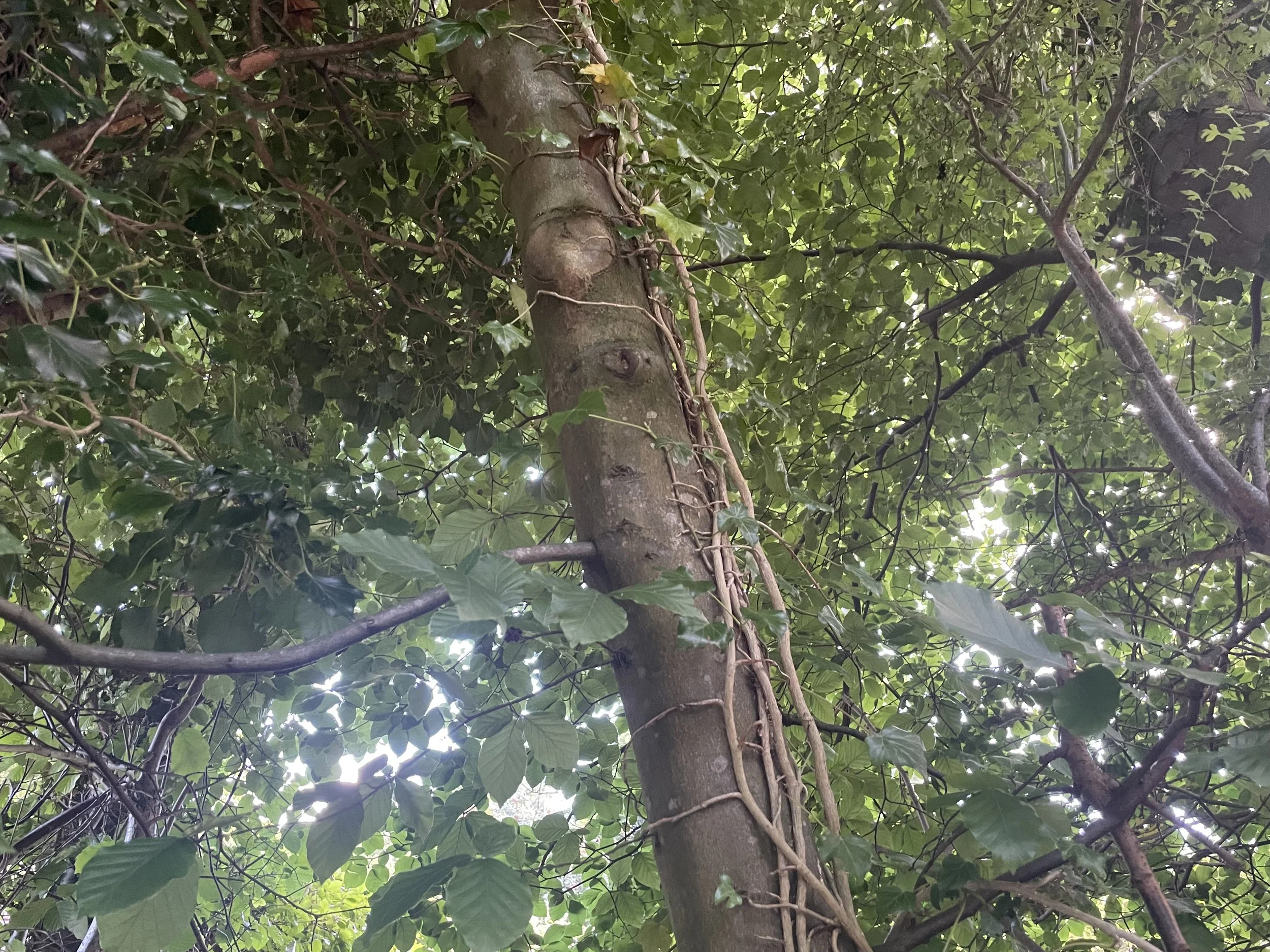 Tree with climbing vines and dense green leaves