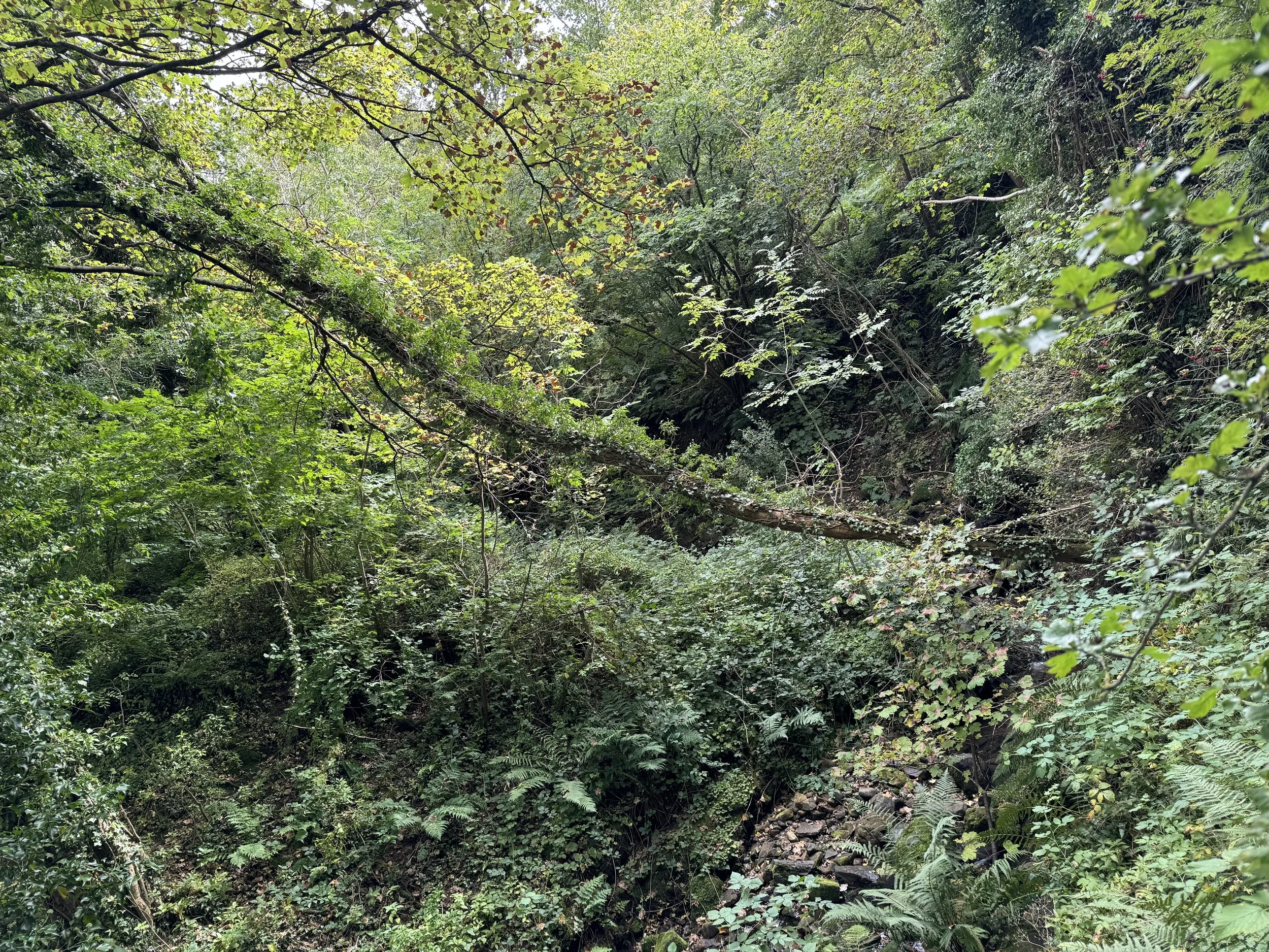 Dense green forest with a fallen tree across a small stream, lush foliage, and various trees and plants.