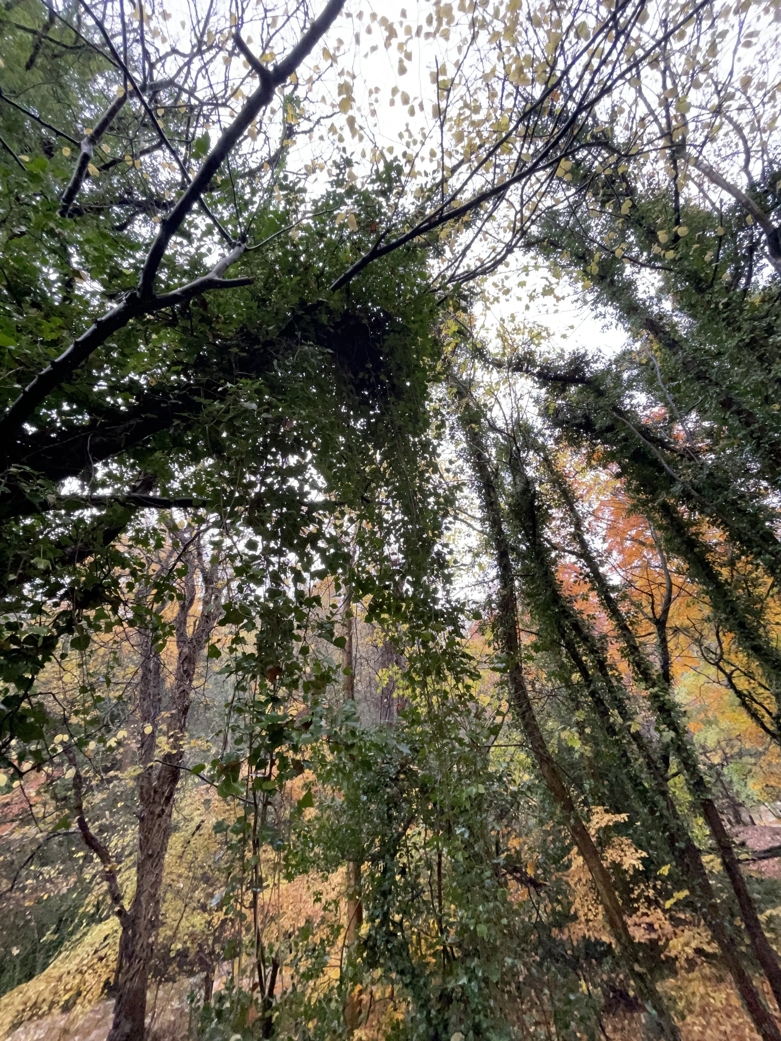 Tree canopy with green and yellow leaves during fall, viewed from below on a cloudy day.