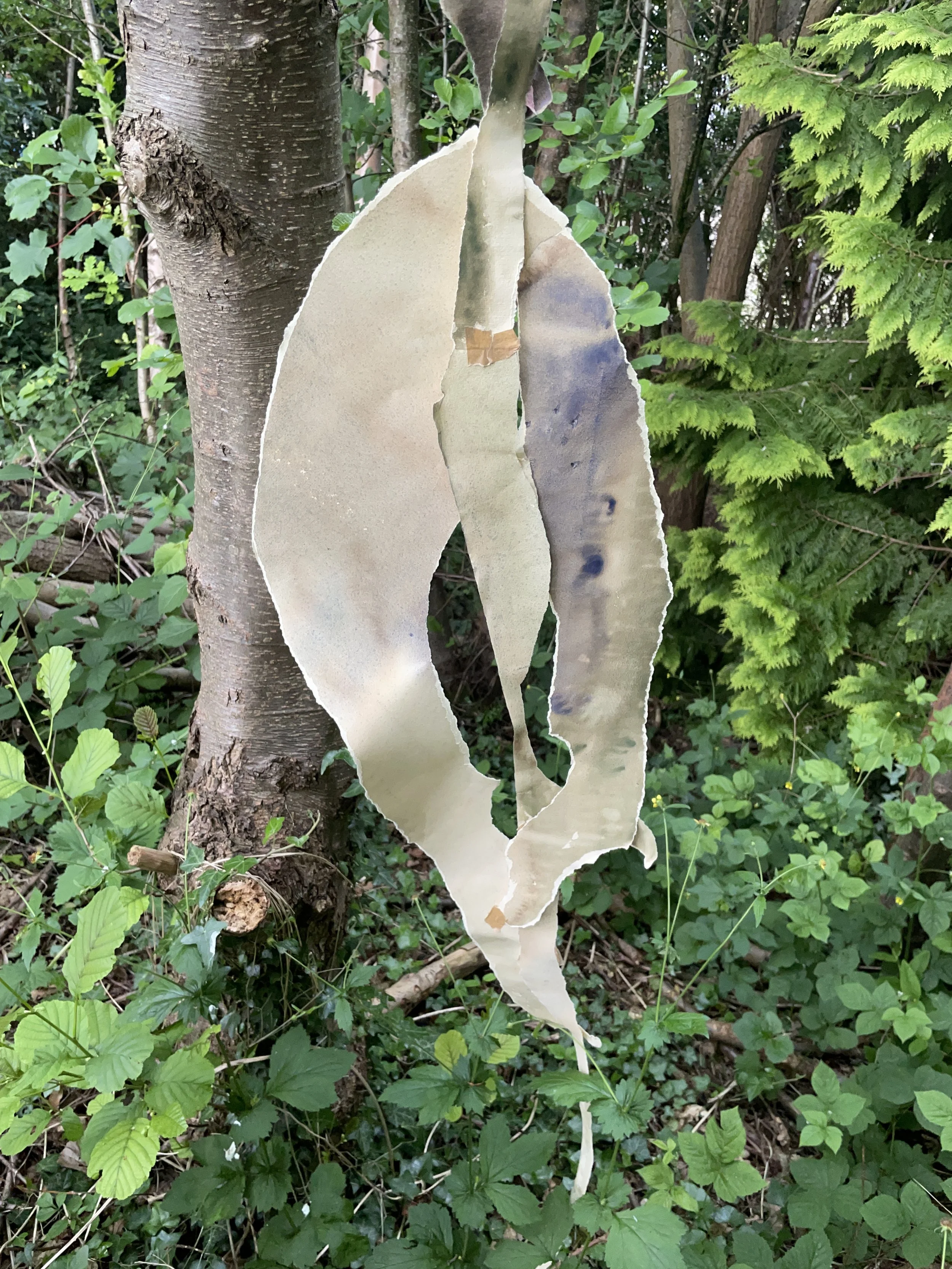 A piece of bark and paper or fabric hanging from a tree branch among green leaves and foliage.
