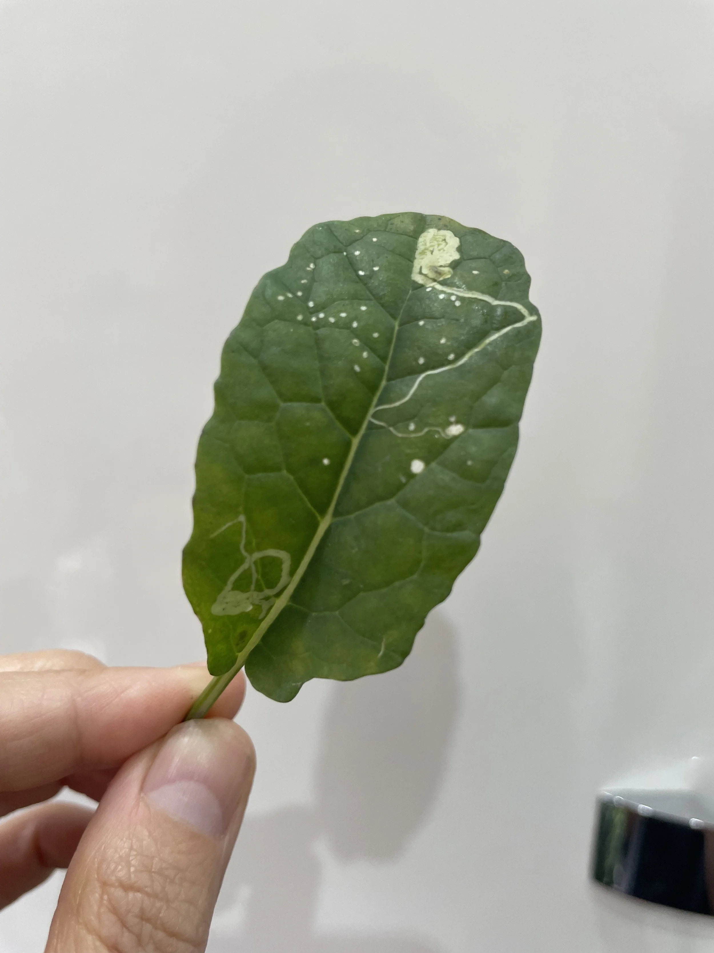 A person holding a green leaf with white spots and a white line running across it, against a plain white background.