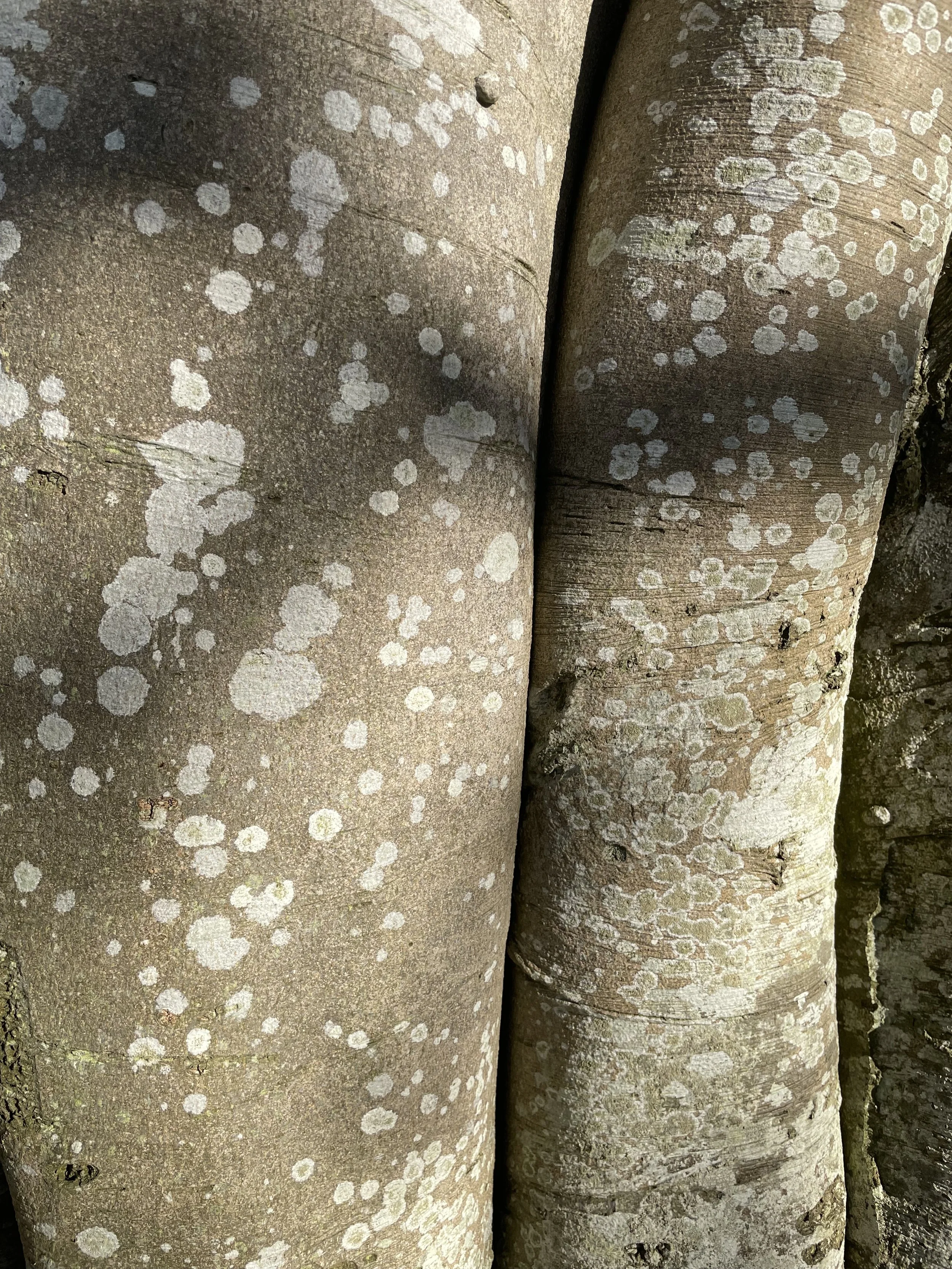 Close-up of tree trunks with light-colored lichens growing on their surfaces.