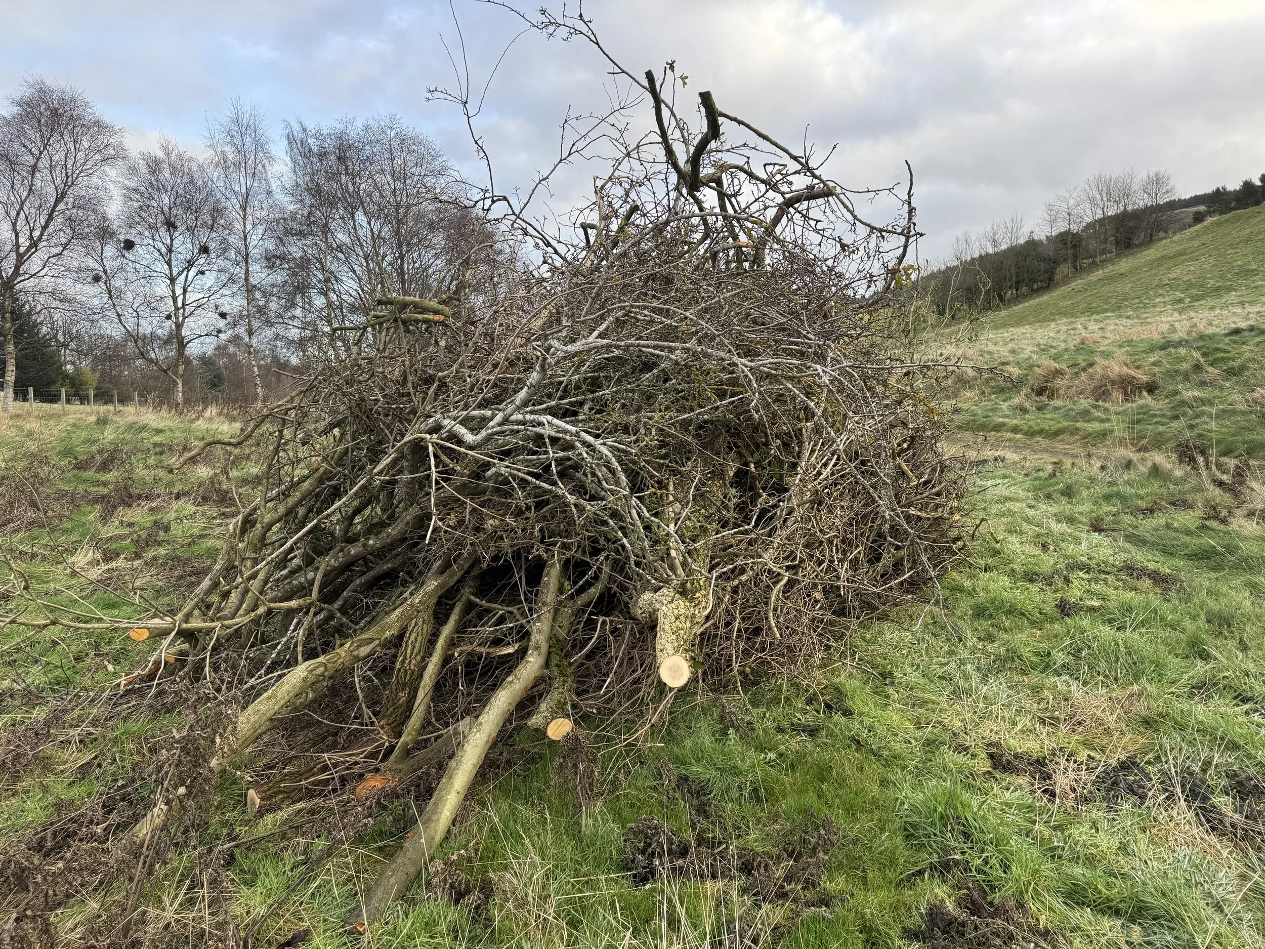 A pile of fallen tree branches and logs on a grassy field in a rural landscape with trees and hills in the background under cloudy skies.