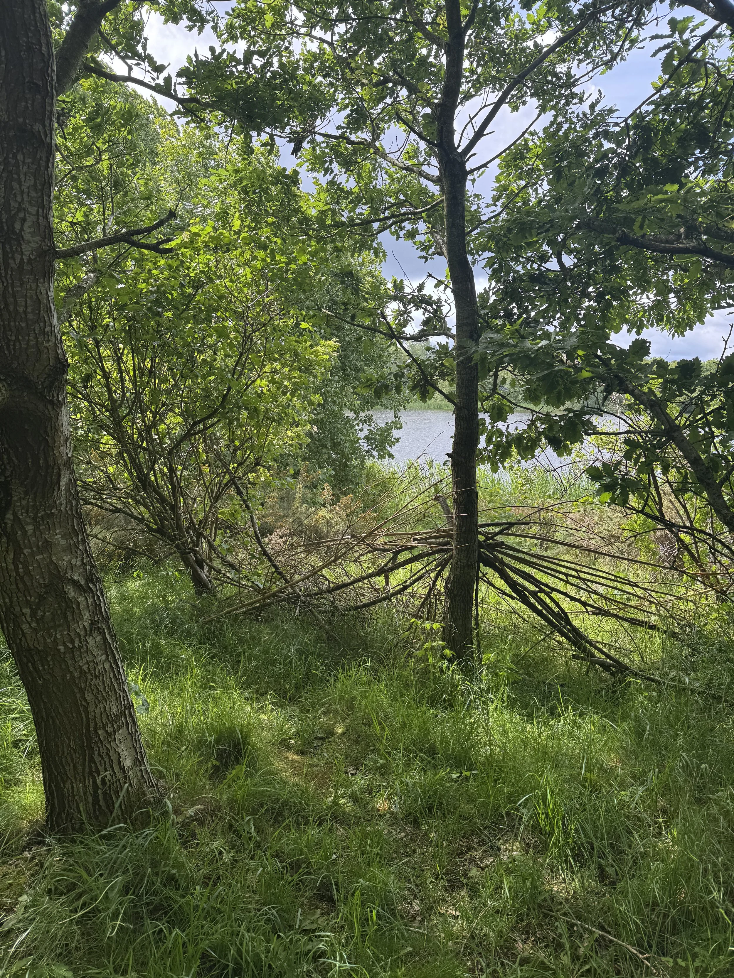 A wooded lakeshore scene with trees, grass, and a fallen tree across the ground, near a body of water visible in the background.