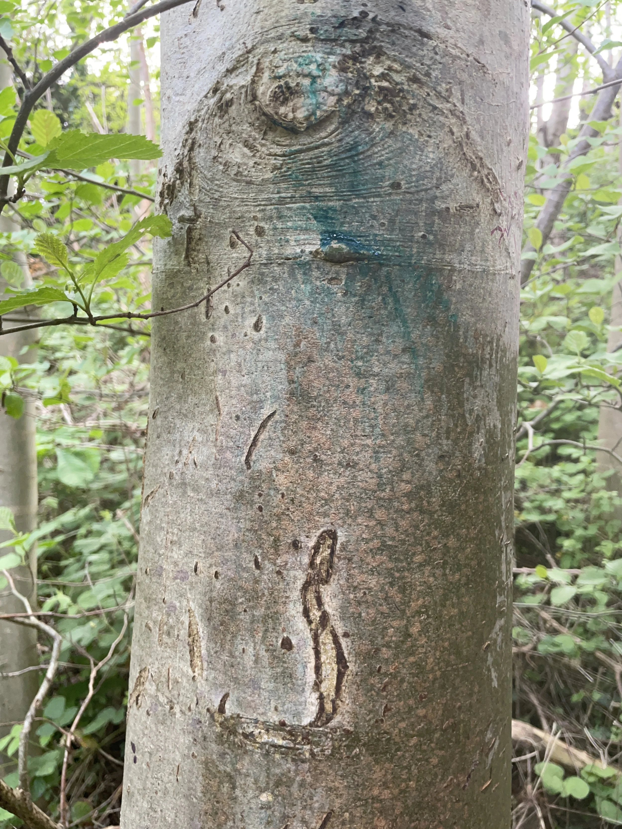 Tree trunk in a forest with a carved outline of a cat and some blue-green paint near the top.