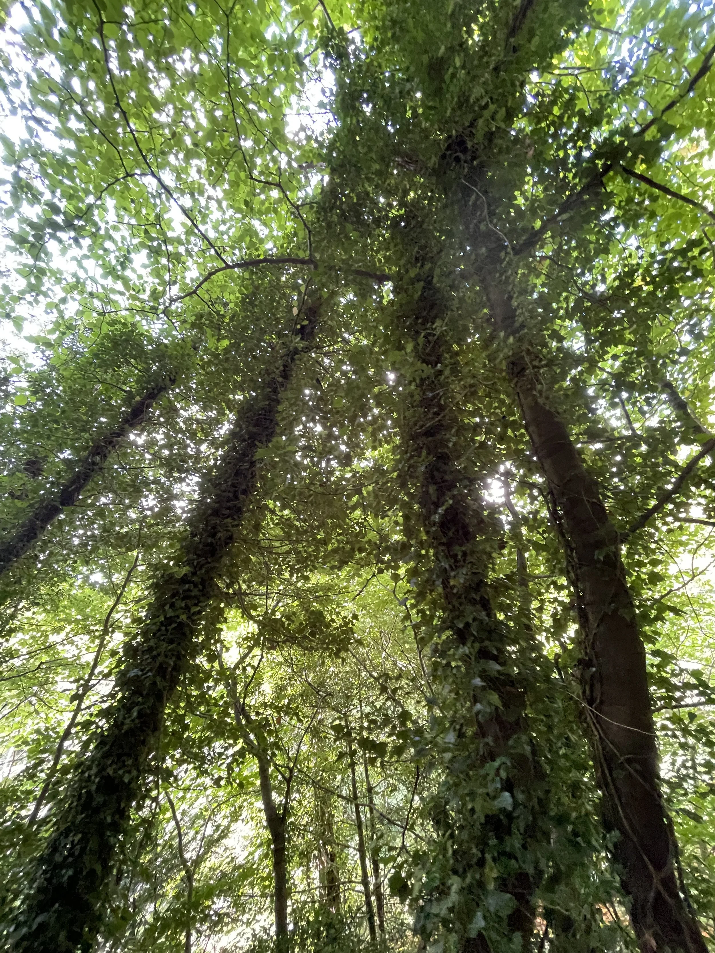 Looking up at tall trees with green leaves and sunlight filtering through in a forest.